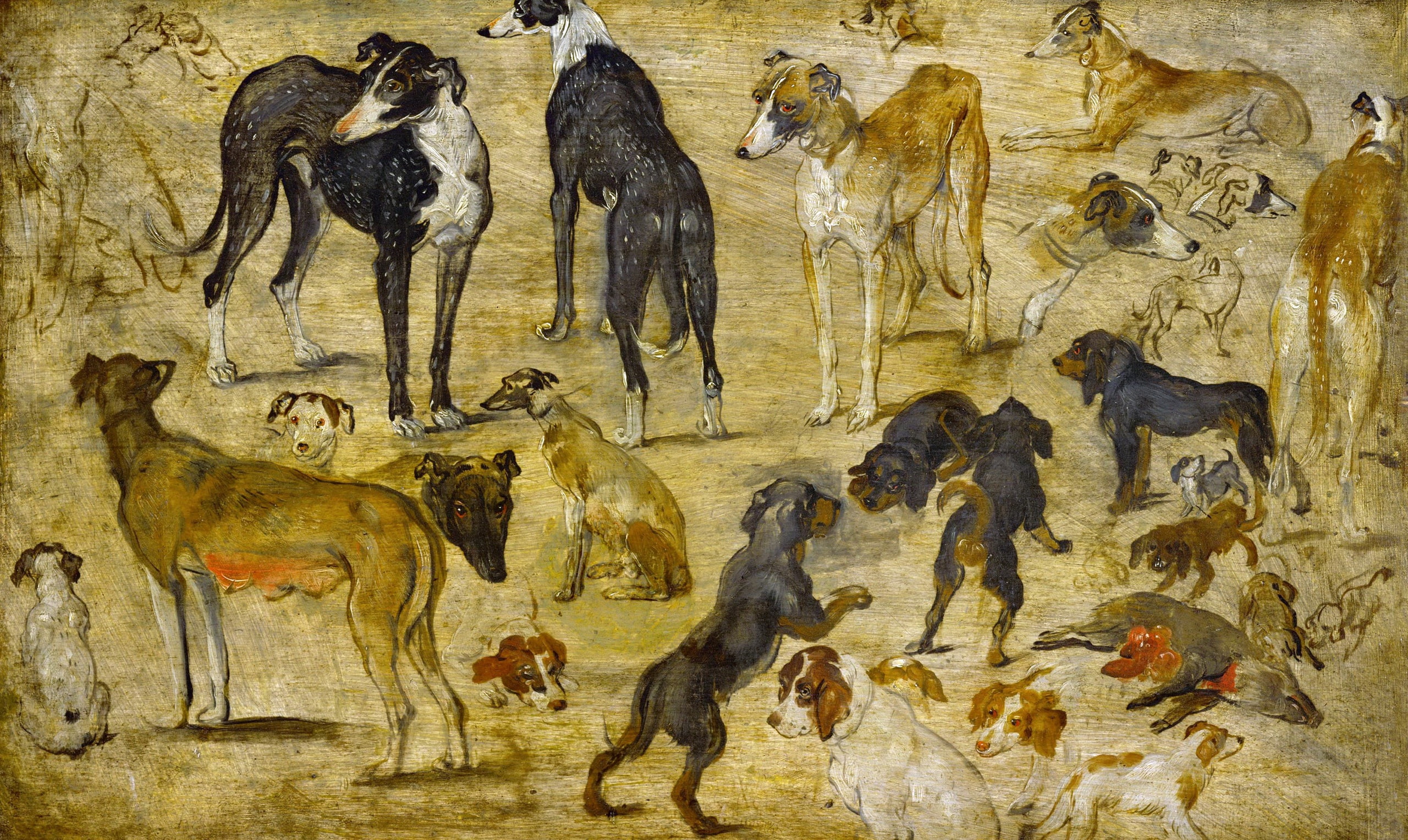 2K, picture, Jan Brueghel the elder, animals, Sketches Of Dogs, HD Wallpaper