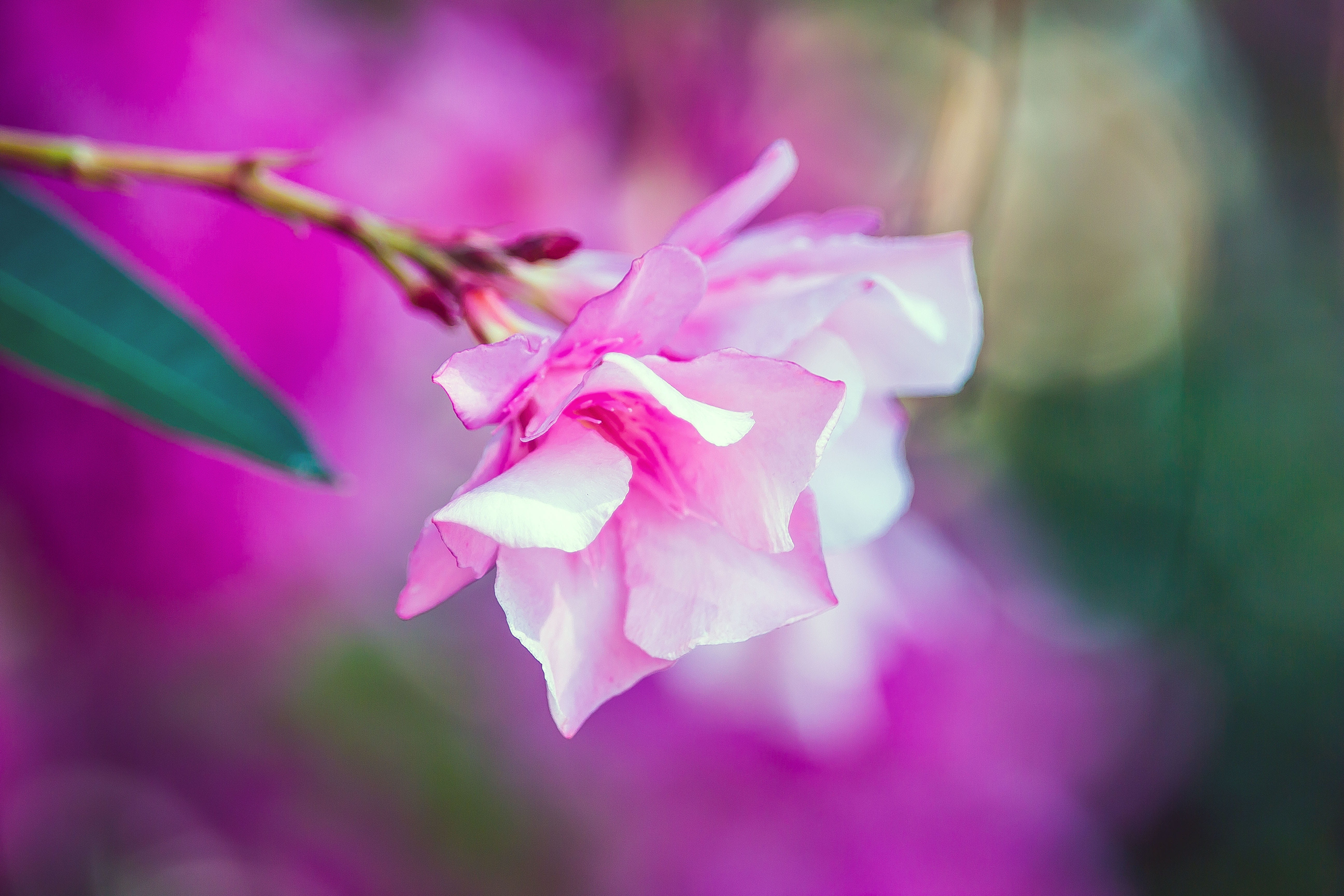 magenta, violet, nature, plant, focus on foreground, beauty in nature, 5K, purple, flower, garden, day, close-up, flowering plant, outdoors, freshness, HD Wallpaper