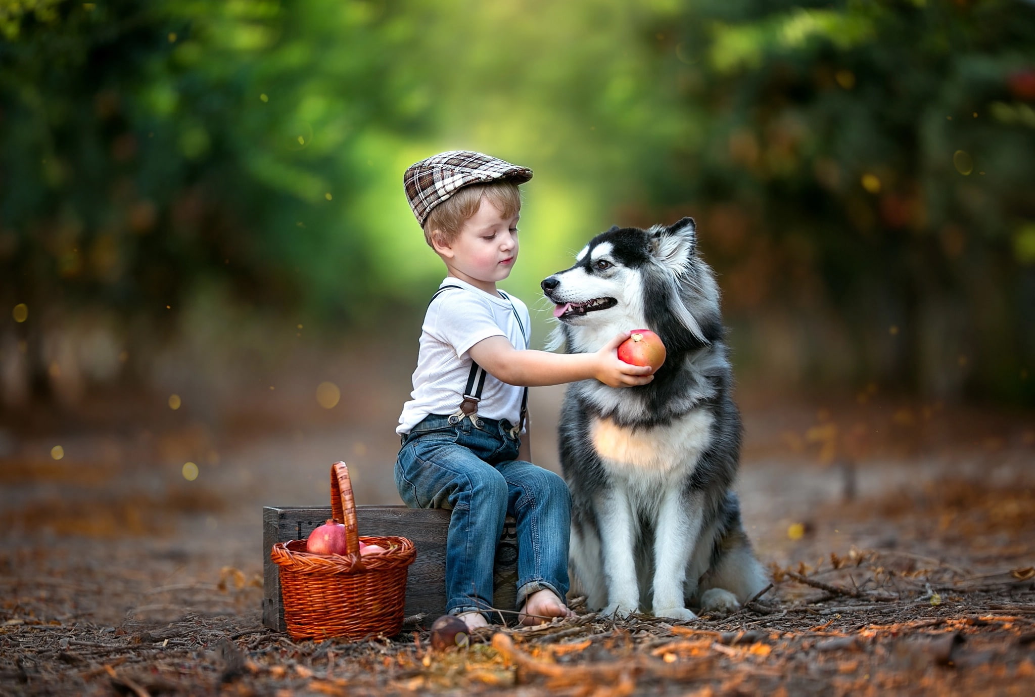 child, bokeh, fruit, box, boy, husky, grenades, dog, animal, basket, 1080P, HD Wallpaper