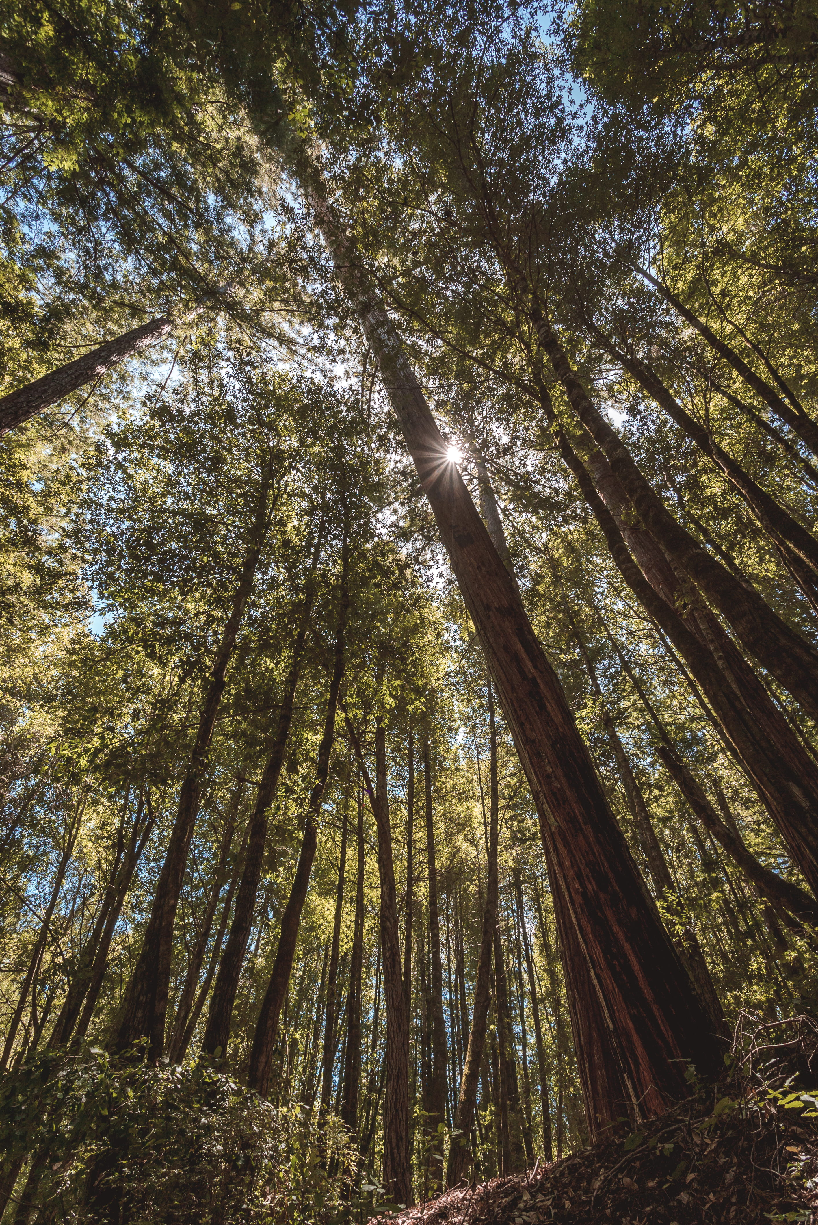 redwoods state park, kalifornien, usa, nature, plant, outdoors, tall - high, tranquil scene, day, forest, boulder creek, tree trunk, cali, tree canopy, Phone HD Wallpaper