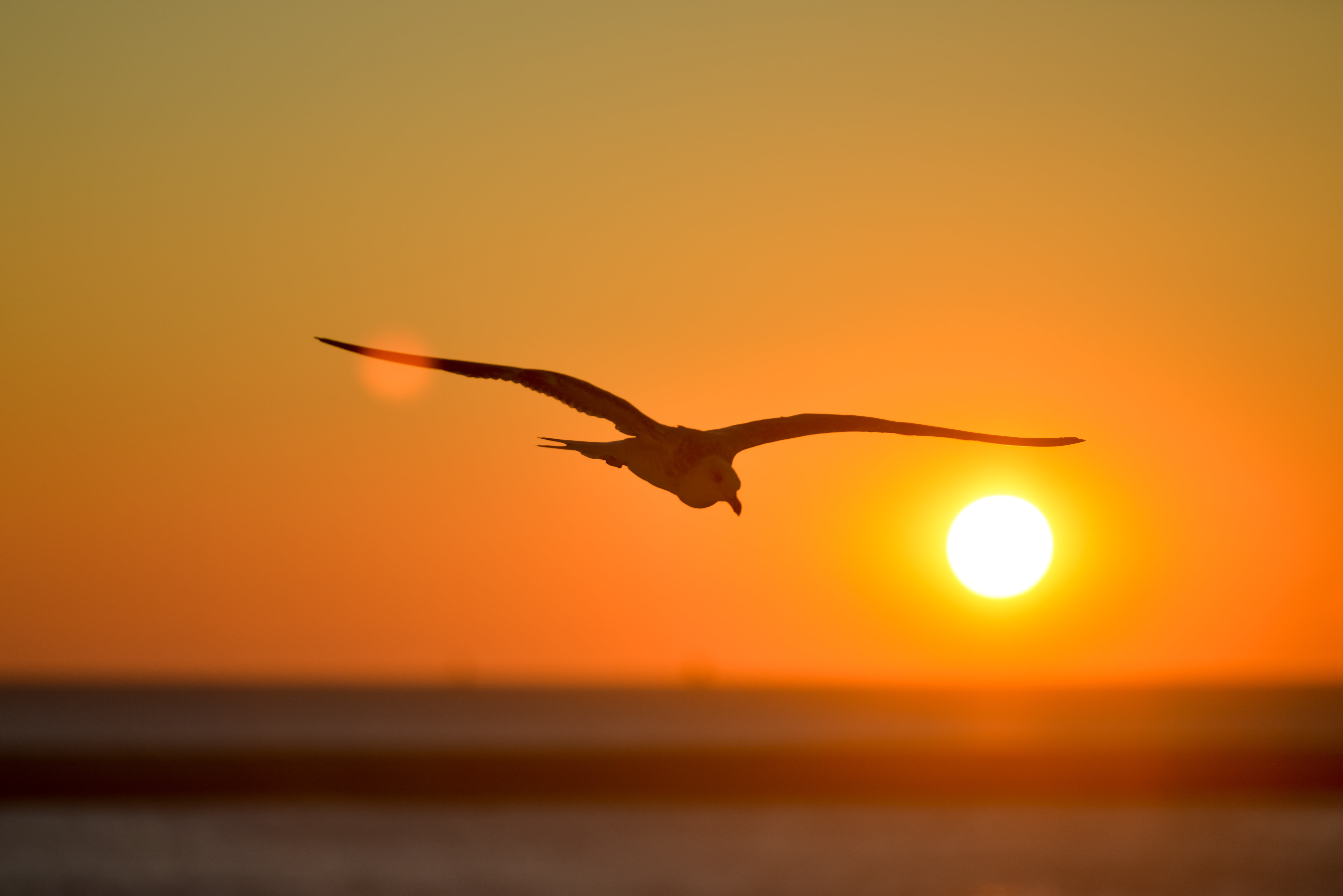animal, one animal, photography, sunlight, mid-air, selective, animal wildlife, billed, spread wings, bird, ocean, backlight, nature, 5K, ring, vertebrate, HD Wallpaper
