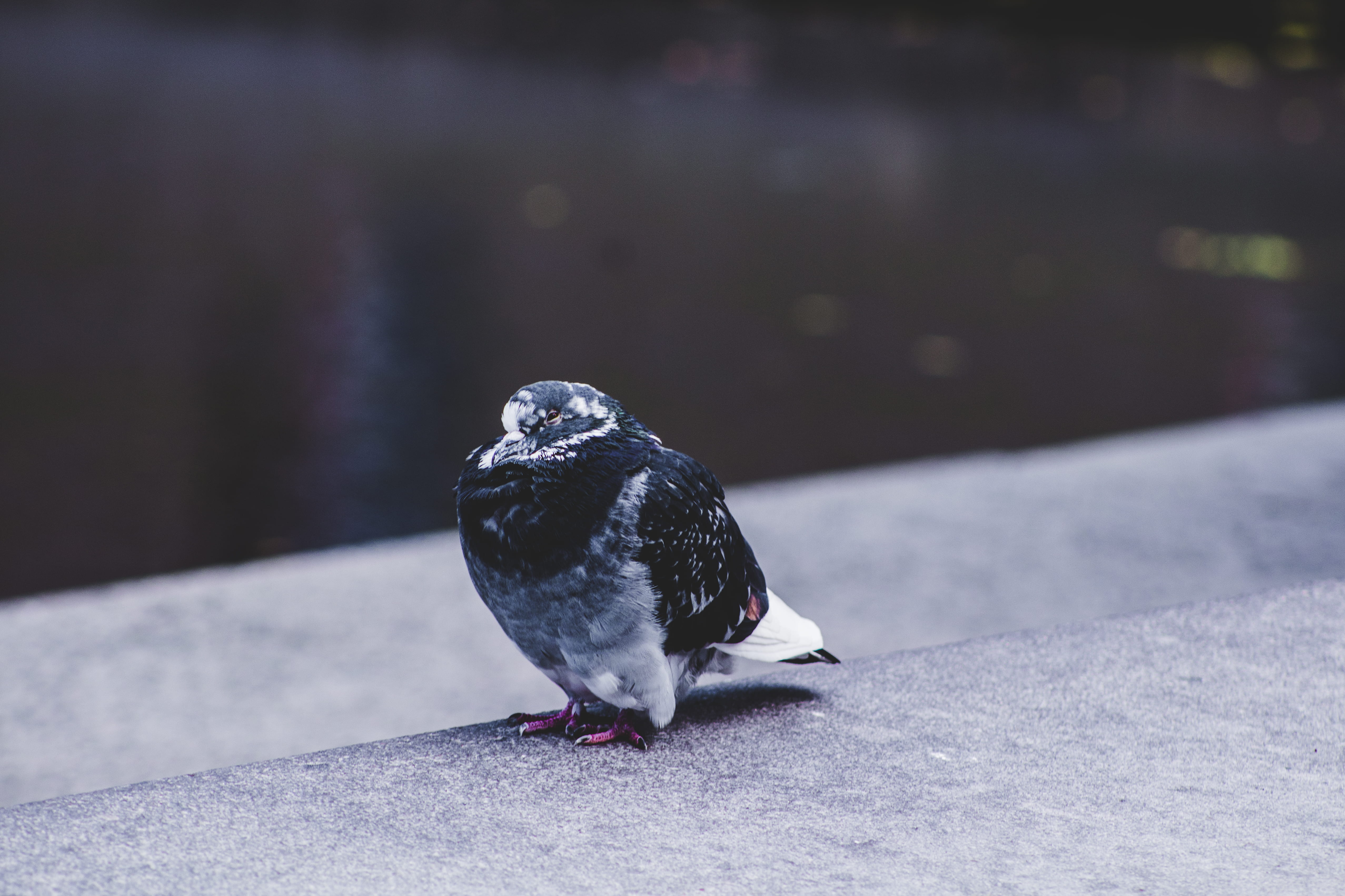 canada, winter, white, perching, photography, day, short, 4K, pigeon, animal wildlife, feather, ledge, solitude, one animal, nature, animals in the wild, HD Wallpaper