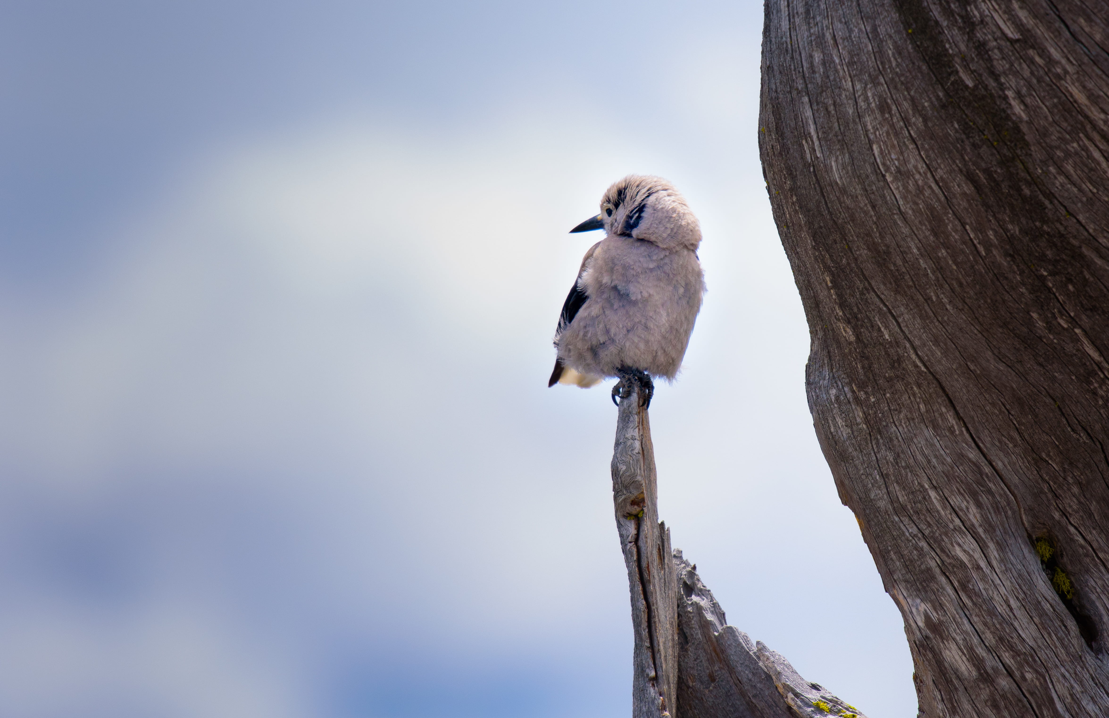 focus, wildlife, feather, day, woodpecker, trunk, sky, white, wing, time, plant, tree, perched, selective, one animal, perching, post, 4K, no people, nature, HD Wallpaper