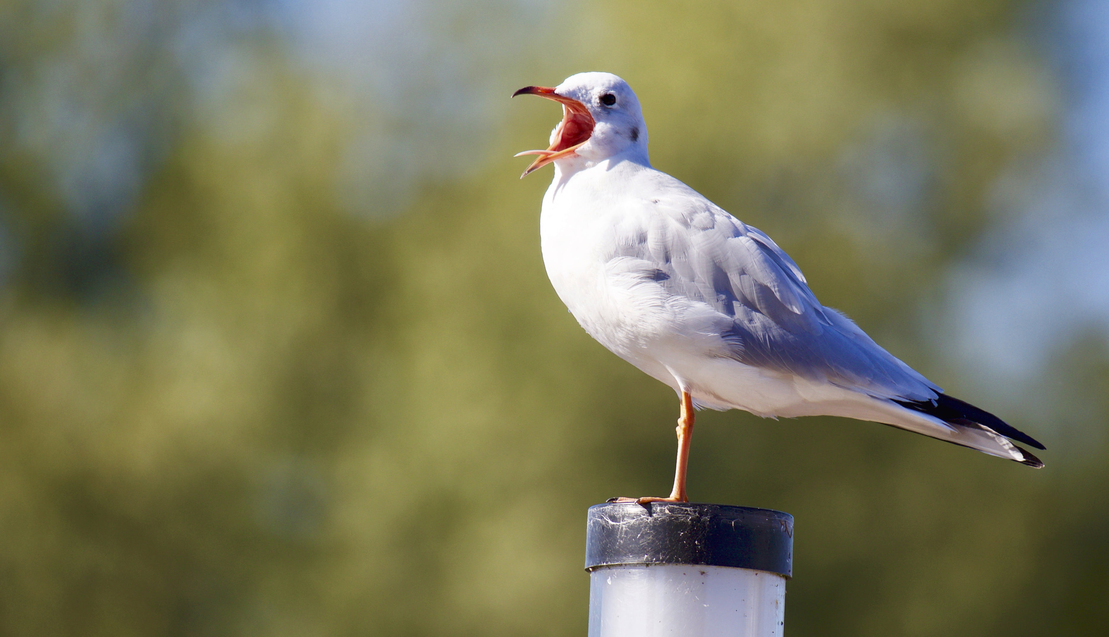 animals in the wild, full length, wooden post, 2K, perching, bill, beak, day, trees, shallow, mouth open, focus on foreground, outdoors, animal call, black, HD Wallpaper