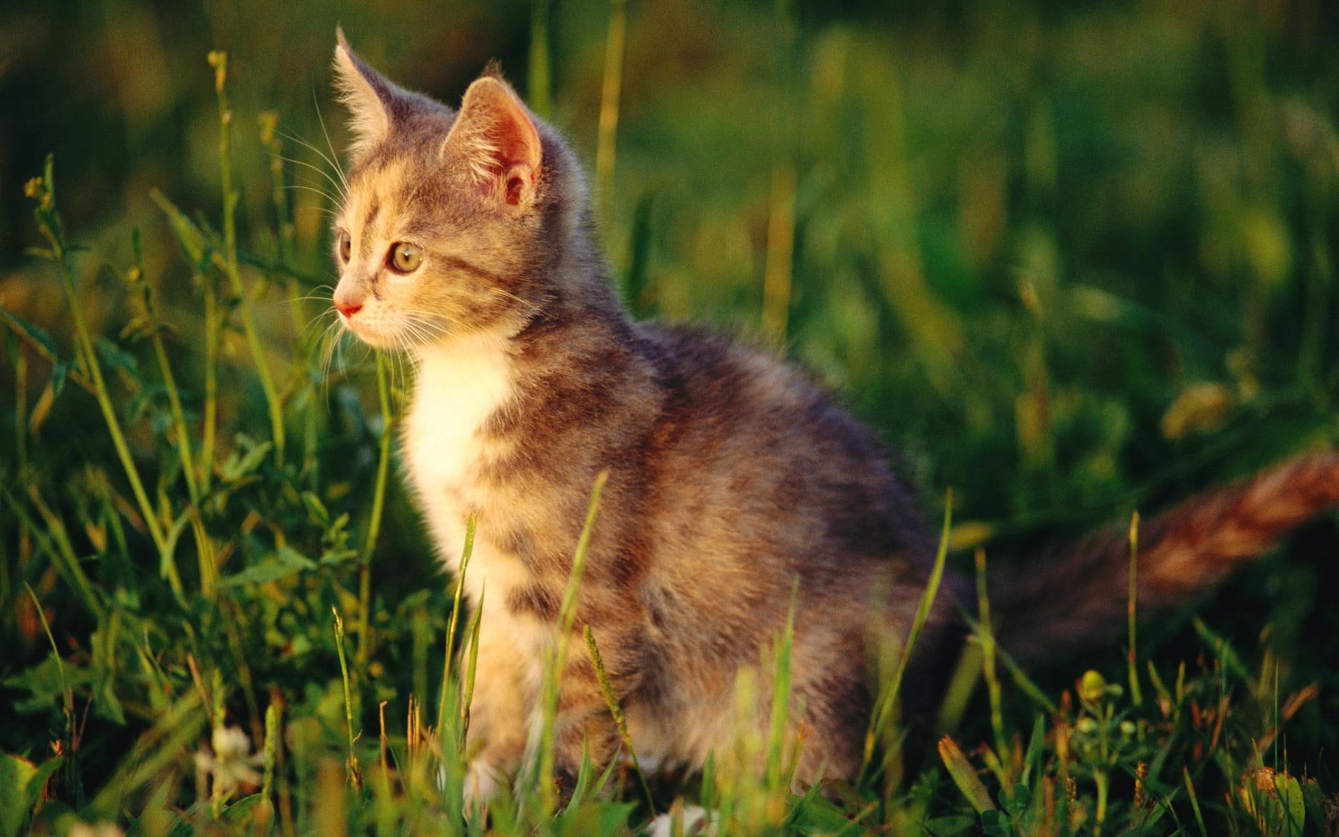 kitten, cute, 1080P, cats, grass, green, kitty, nature, beautiful, adorable, animals, HD Wallpaper