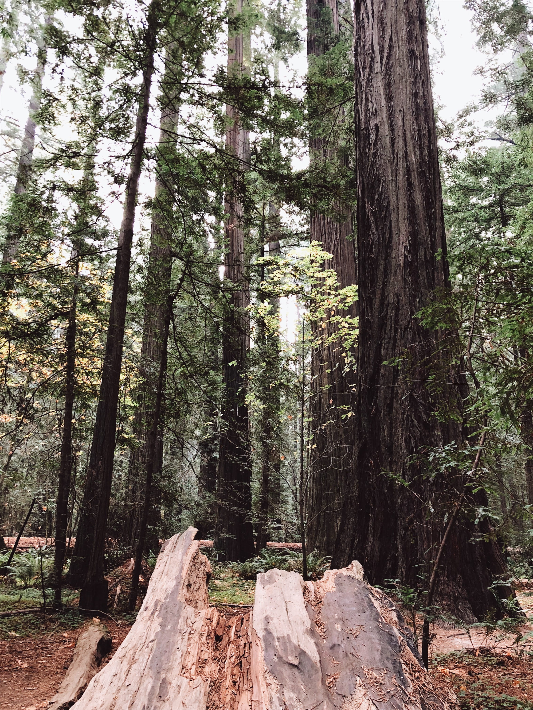 2K, wood, high, no people, tranquility, redwoods, tranquil scene, low angle view, day, green, tree trunk, tree, land, nature, trunk, fallen, united states, Phone HD Wallpaper