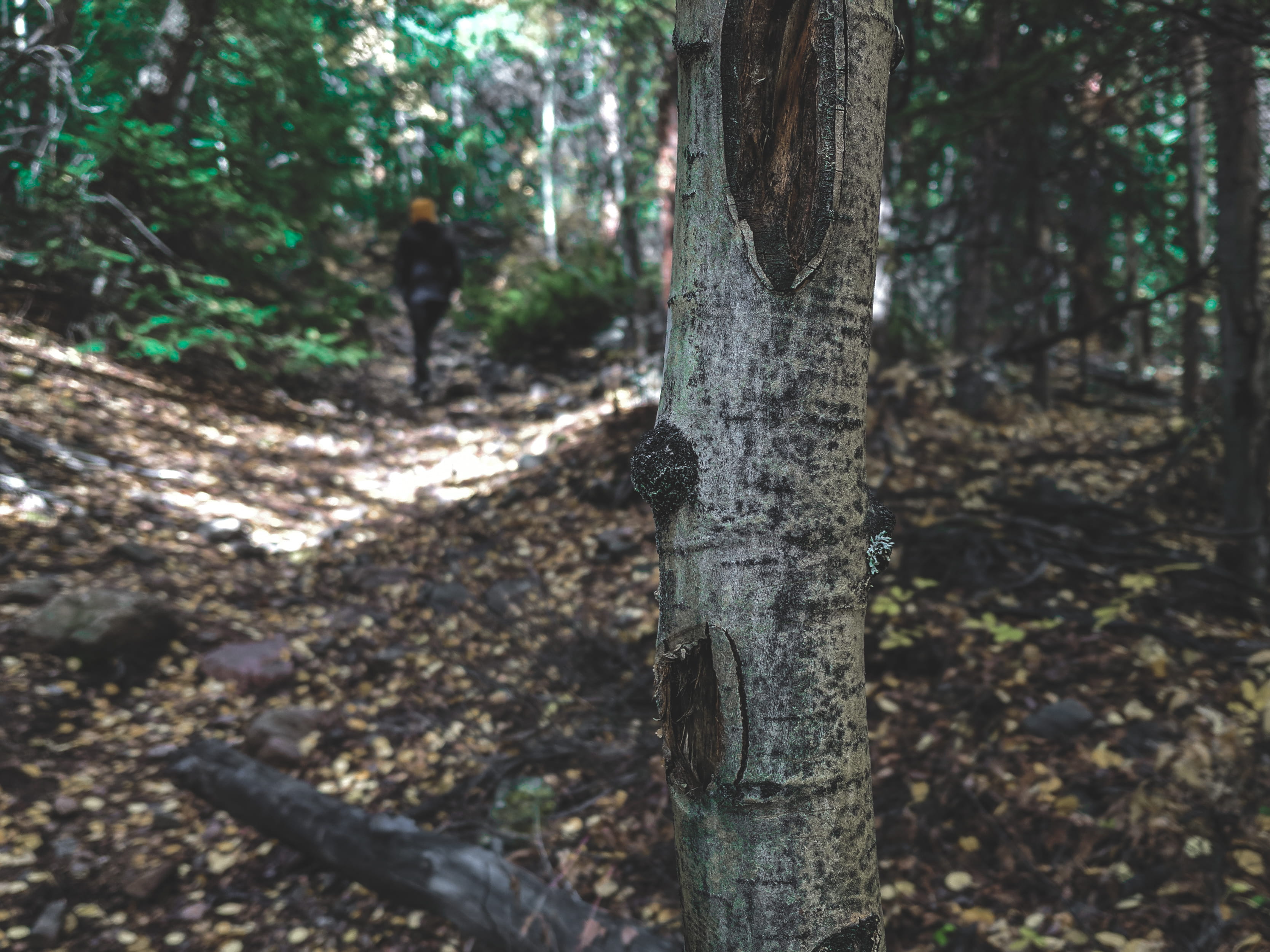 fall, close-up, growth, tree trunk, leaves, selective focus, hiking, scenics - nature, trunk, day, 2K, tranquility, trail, autumn, colorado, tree, united states, HD Wallpaper
