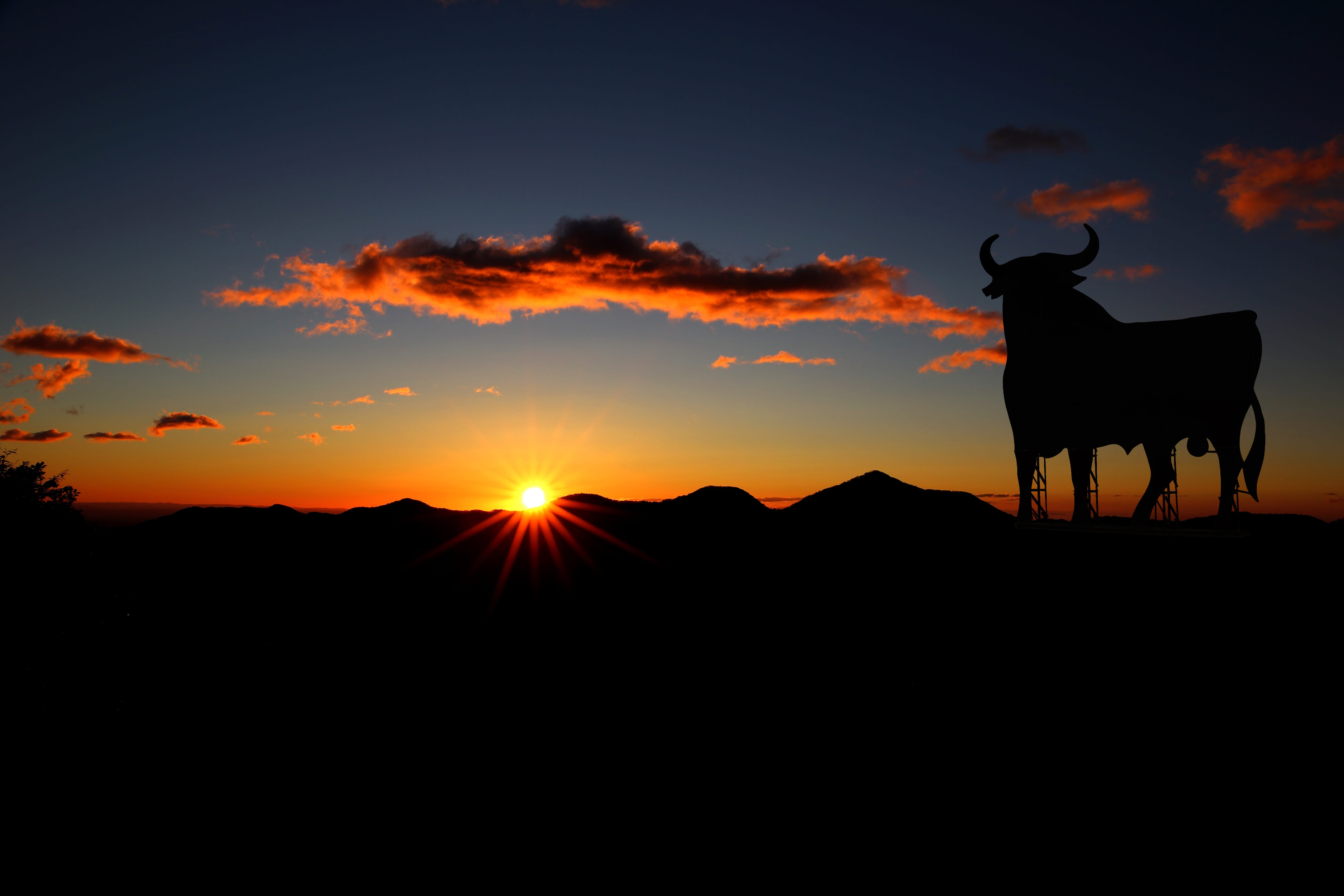 animal, one animal, domestic, spain, buffalo, ground, outdoors, sunset, summer, domestic animals, silhouette, animal wildlife, livestock, animal themes, HD Wallpaper