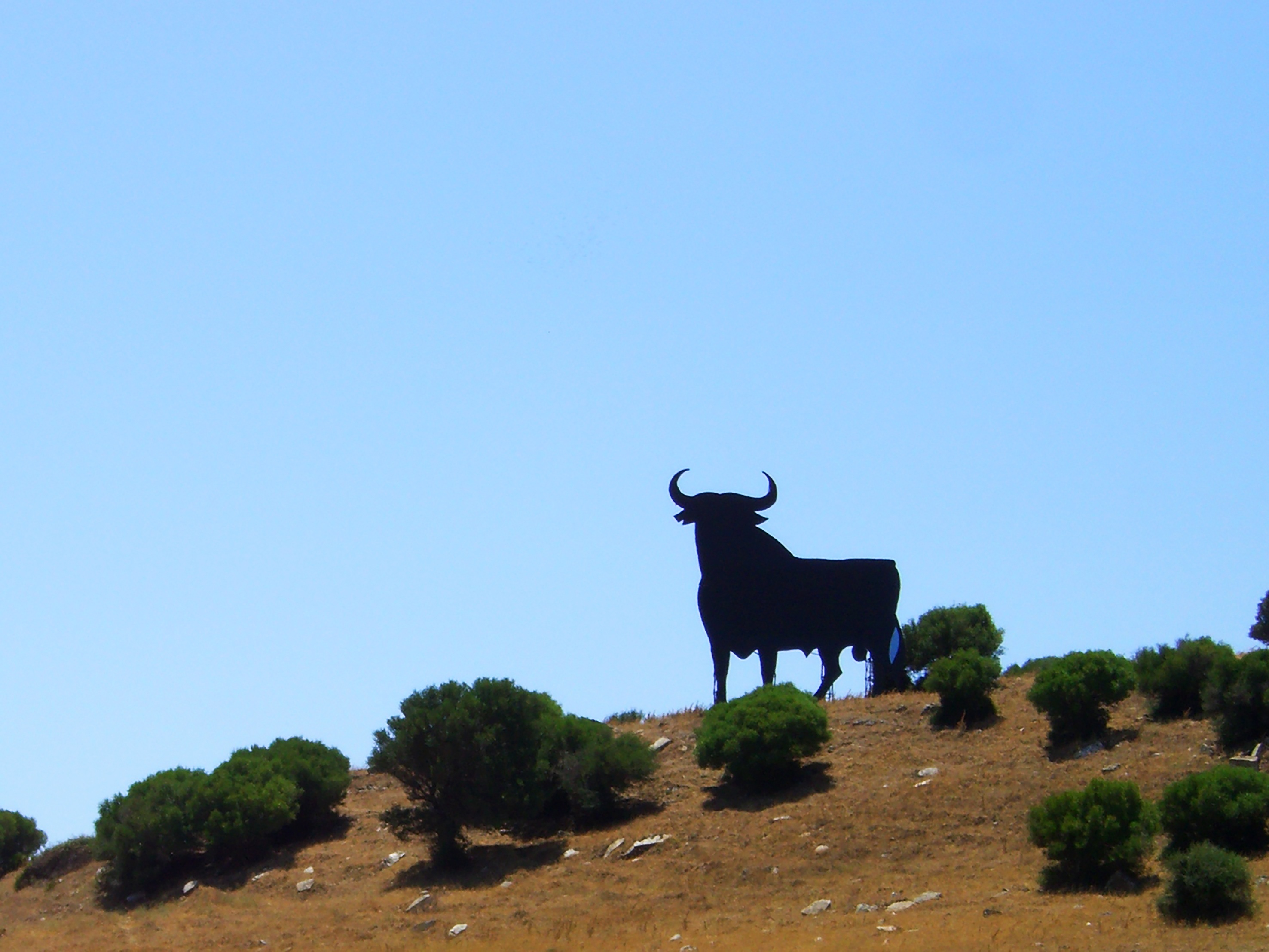 animal themes, plant, standing, mammal, no people, animal wildlife, osborne, one animal, land, copy space, clear sky, day, spain, tree, nature, livestock, HD Wallpaper