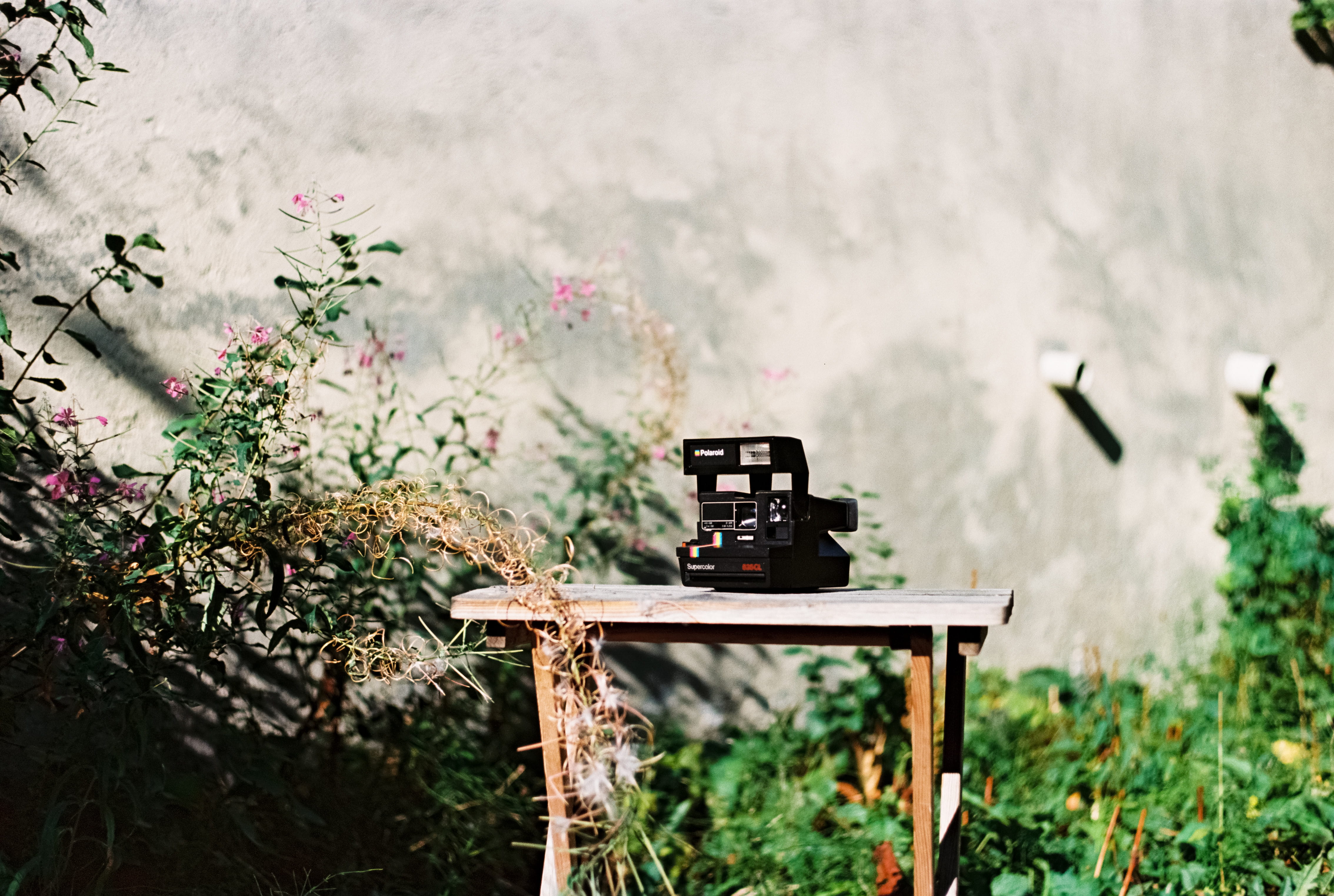 leaves, summer, plant, green Color, bush, nature, wooden, polaroid, 4K, rural Scene, bench, wall, old, table, springtime, instagram, rustic, film, leaf, HD Wallpaper