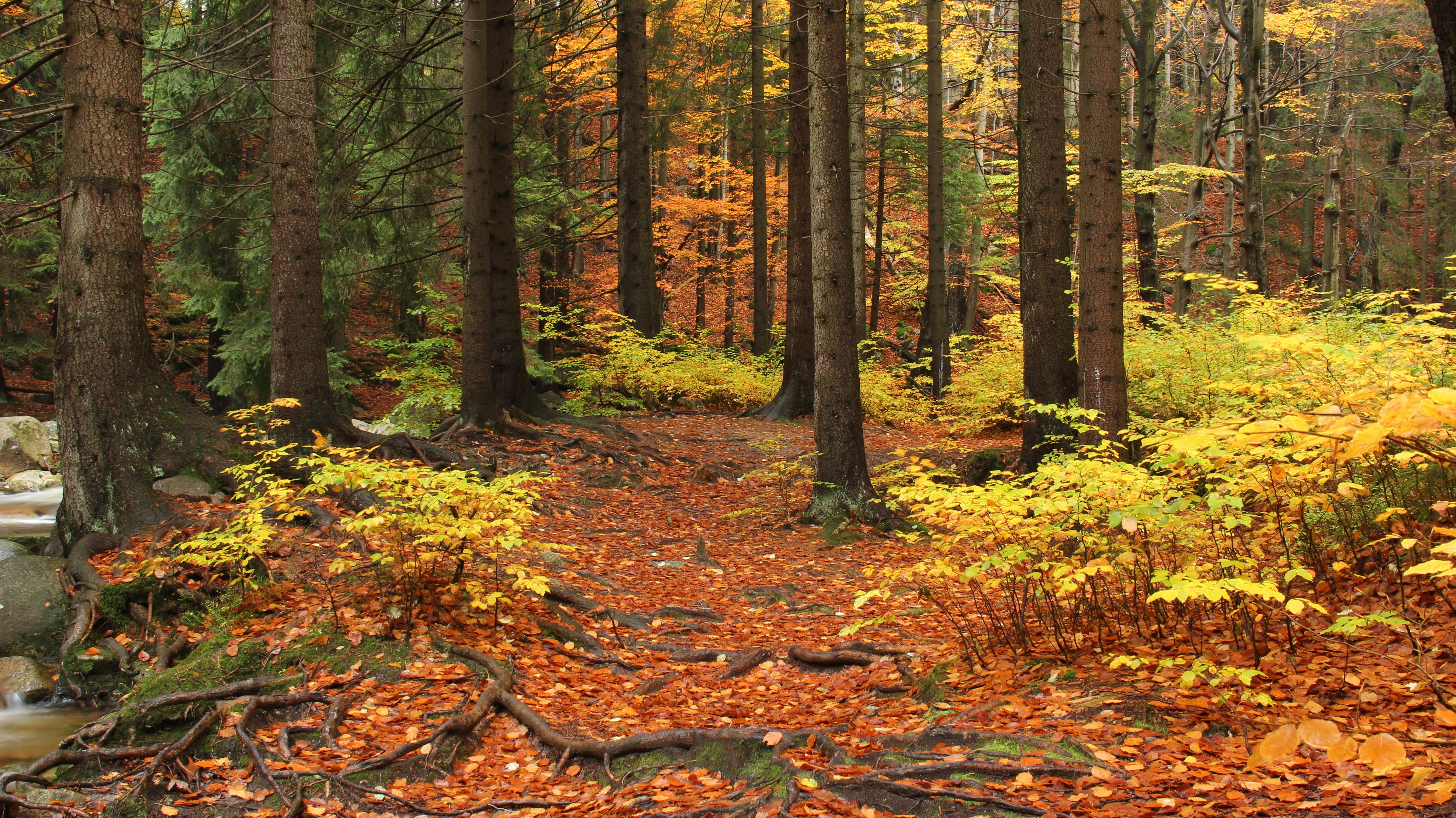 forest, river, tree trunk, falls, plant part, harrachov, tranquility, change, outdoors, pine woodland, beauty in nature, non-urban scene, the giant mountains, HD Wallpaper