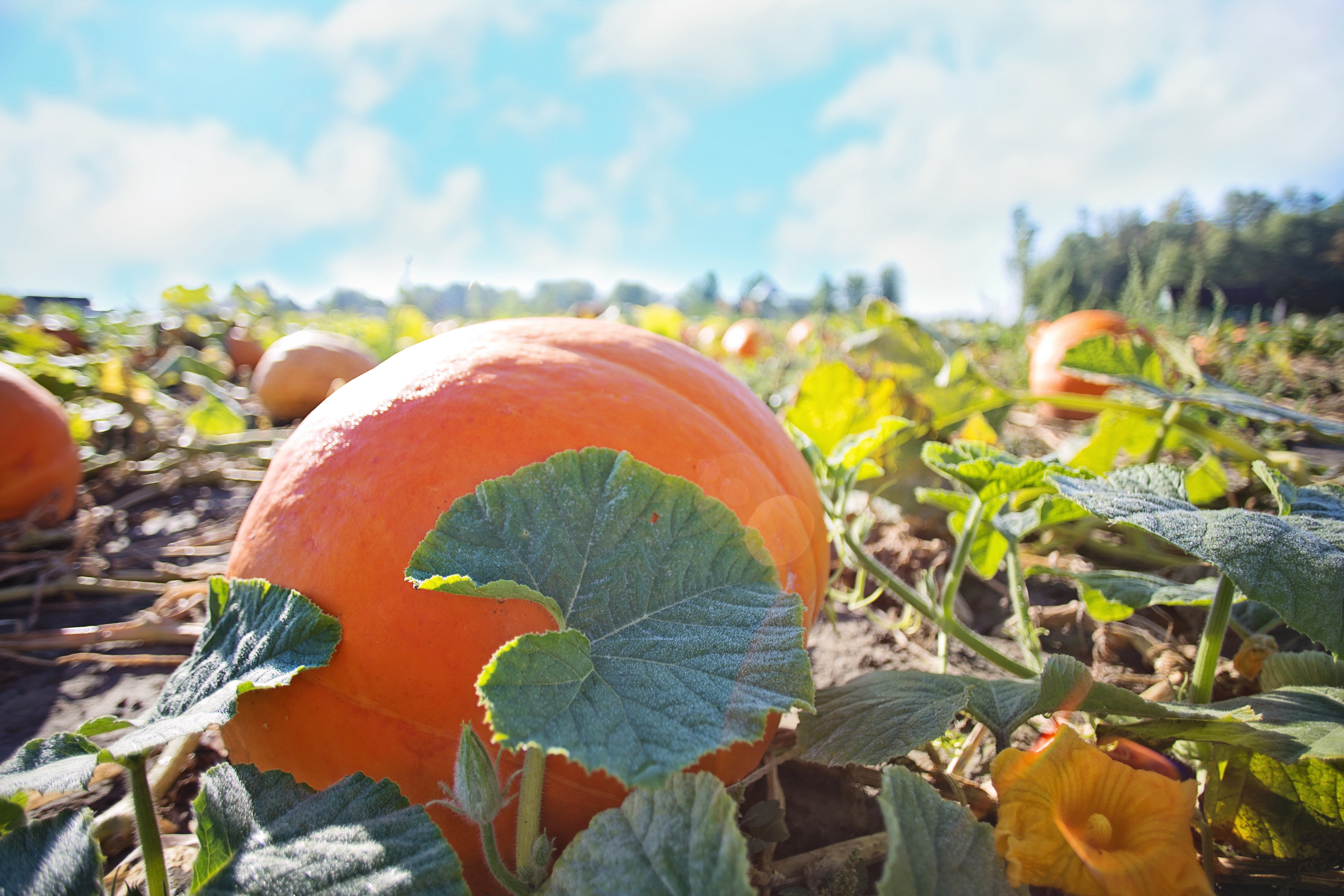 plant part, agriculture, food, pumpkin, orange Color, orange, focus on foreground, fall, no people, beauty in nature, outdoors, food and drink, pumpkin patch, HD Wallpaper