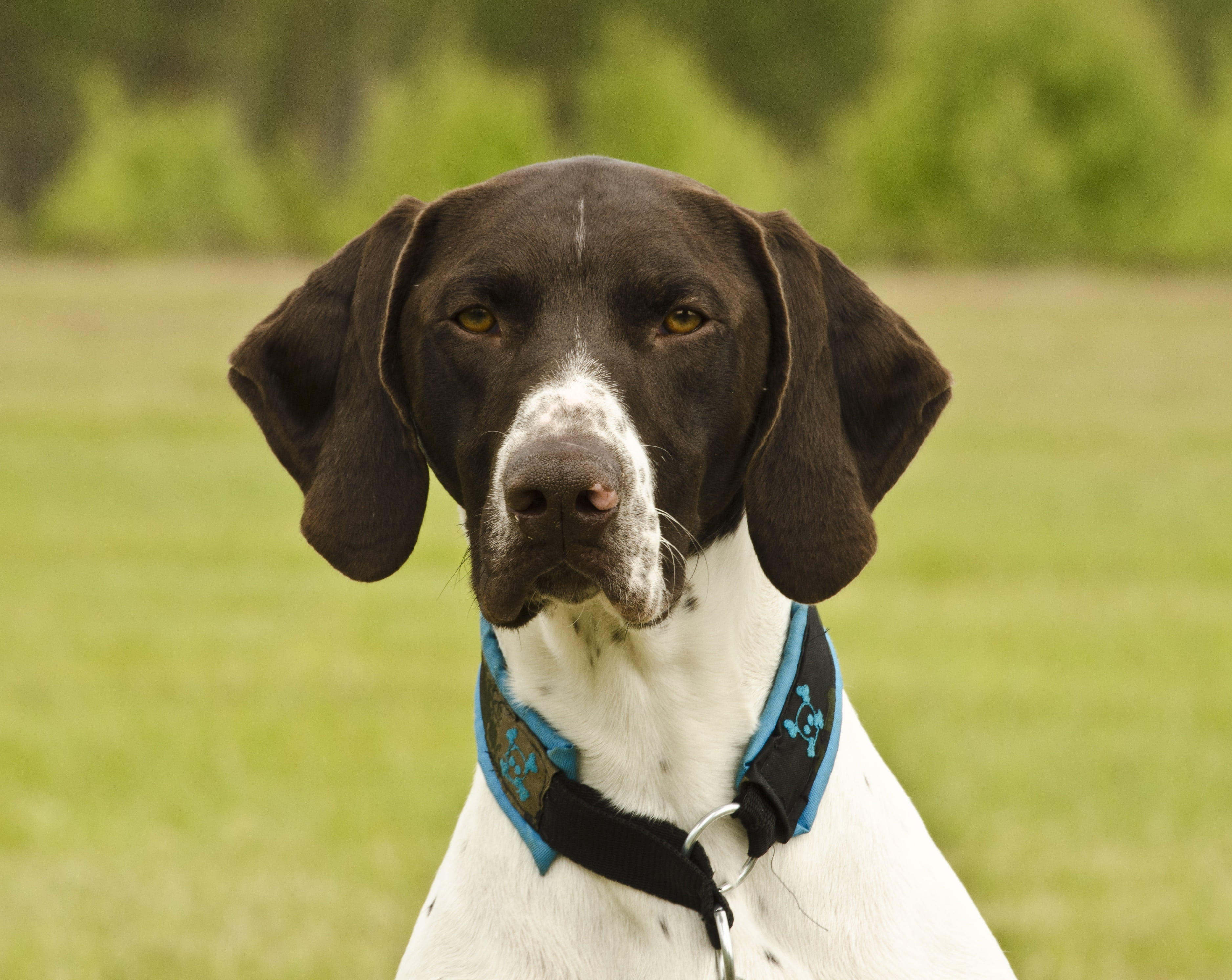 animal head, animal themes, photo, puppy, purebred Dog, bird dogs, one animal, no people, mammal, white, domestic, looking at camera, focus, weimaraner, HD Wallpaper