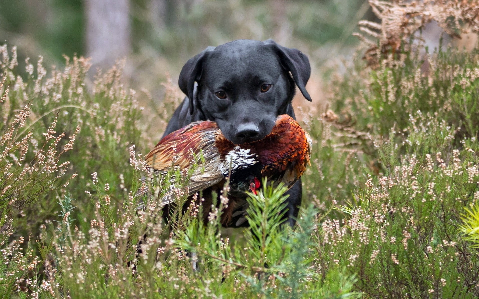 beauty In Nature, hound, plant, nature, animal themes, retriever, outdoors, mammal, coated, one Animal, short, playful, friendship, young Animal, vertebrate, HD Wallpaper