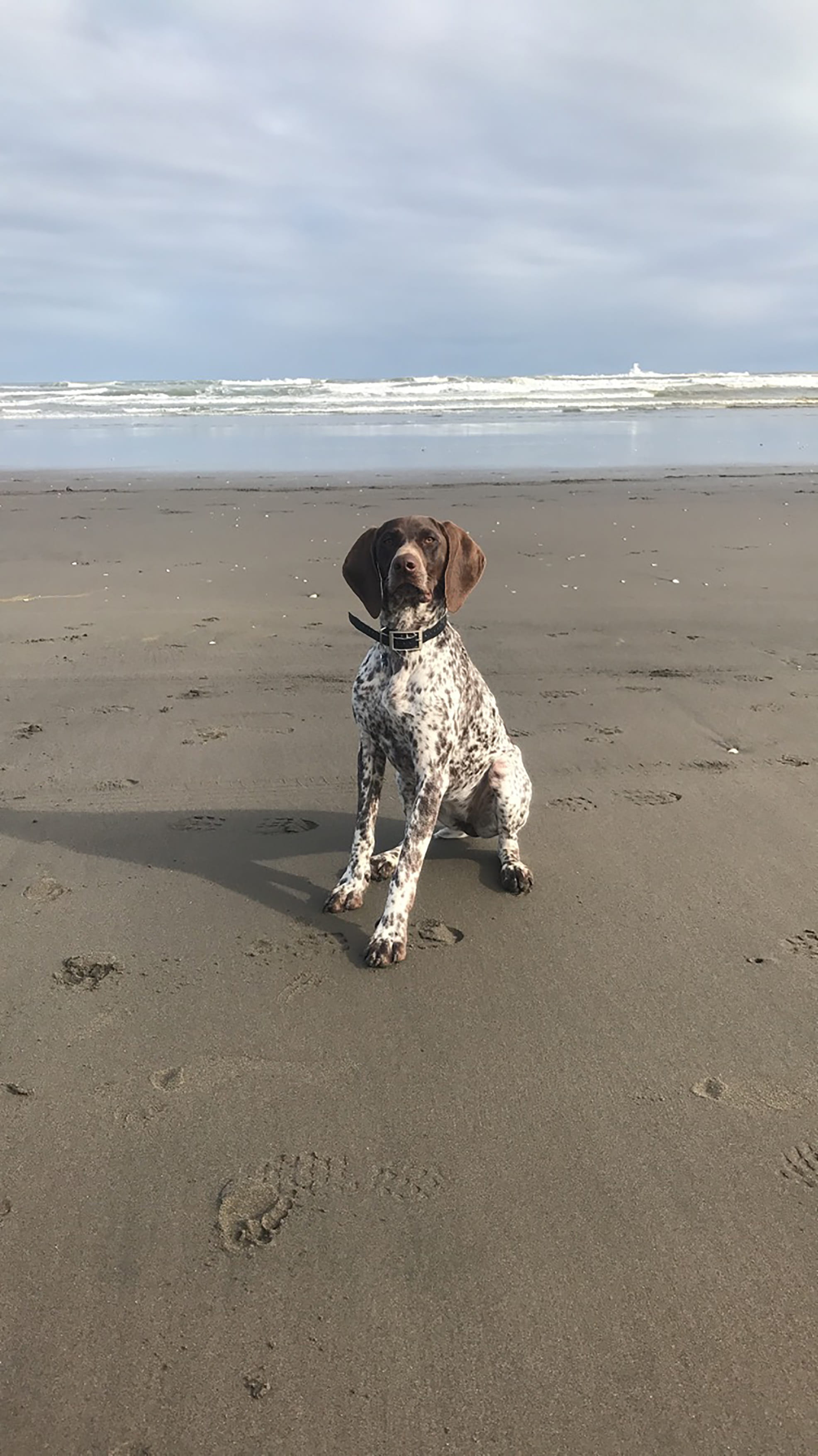 domestic animals, one animal, one person, spotted, 2K, domestic, full length, purebred, Gsp, gun-dog, cloud - sky, gun, beach, mammal, hunter, land, birddog, Phone HD Wallpaper