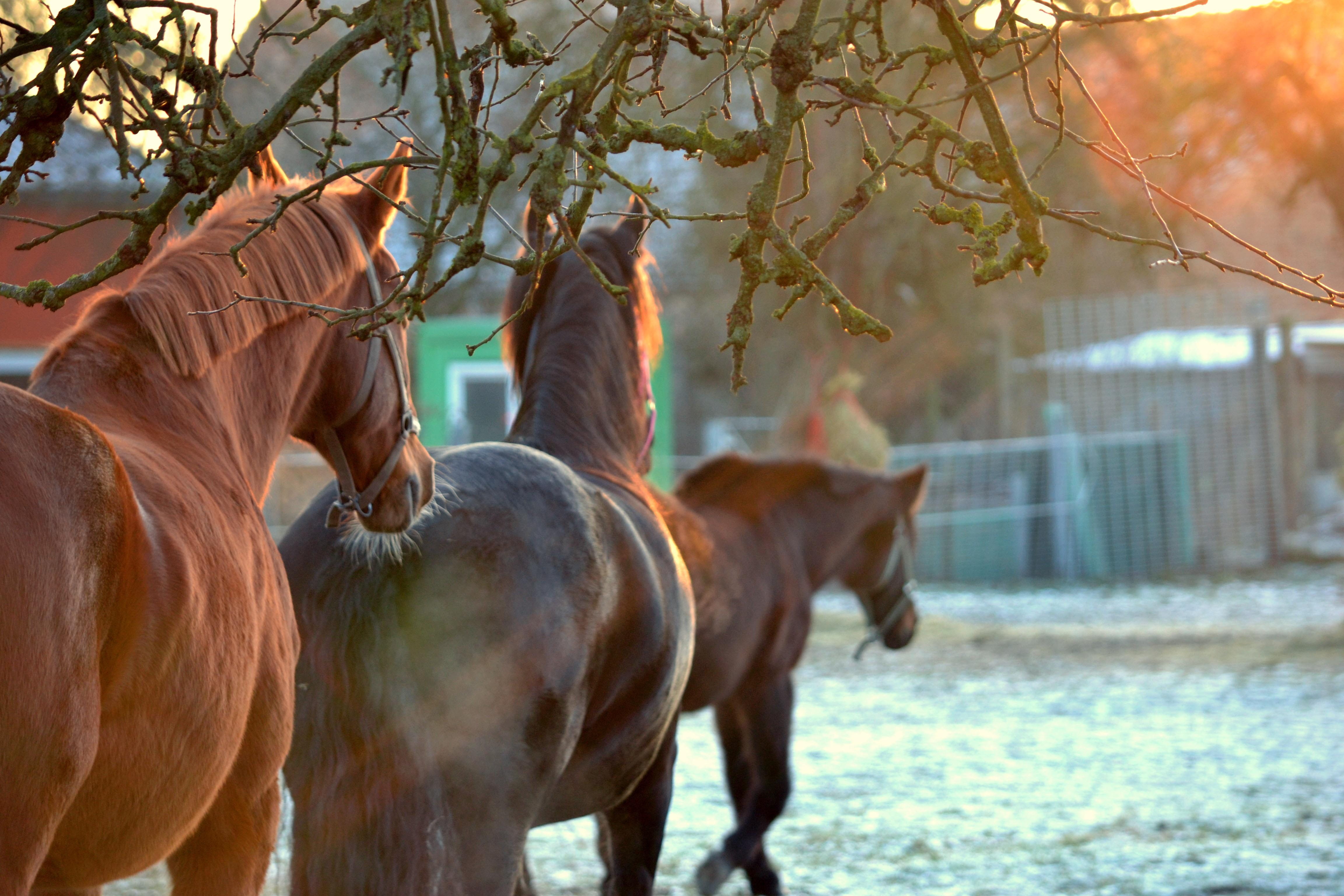 thoroughbred Horse, equestrian, dusk, landscape, 4K, livestock, animal wildlife, horse, photography, light, outdoors, sunlight, body of water, brown, stallion, HD Wallpaper