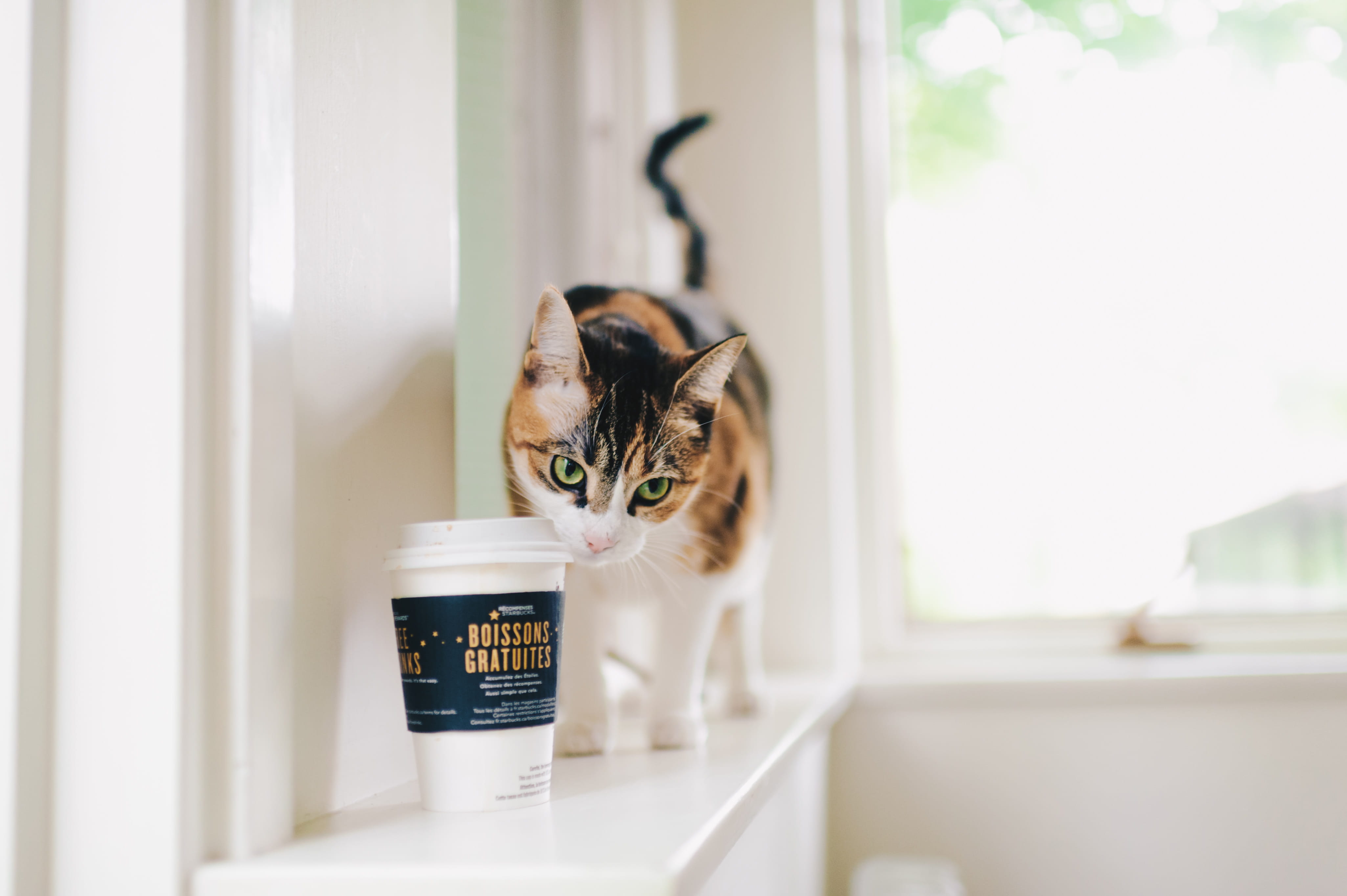 selective, photography, cat and coffee, looking, tea, calico, kitty, french, sniff, indoors, looking at camera, pets, portrait, coffee, fur, disposable, HD Wallpaper