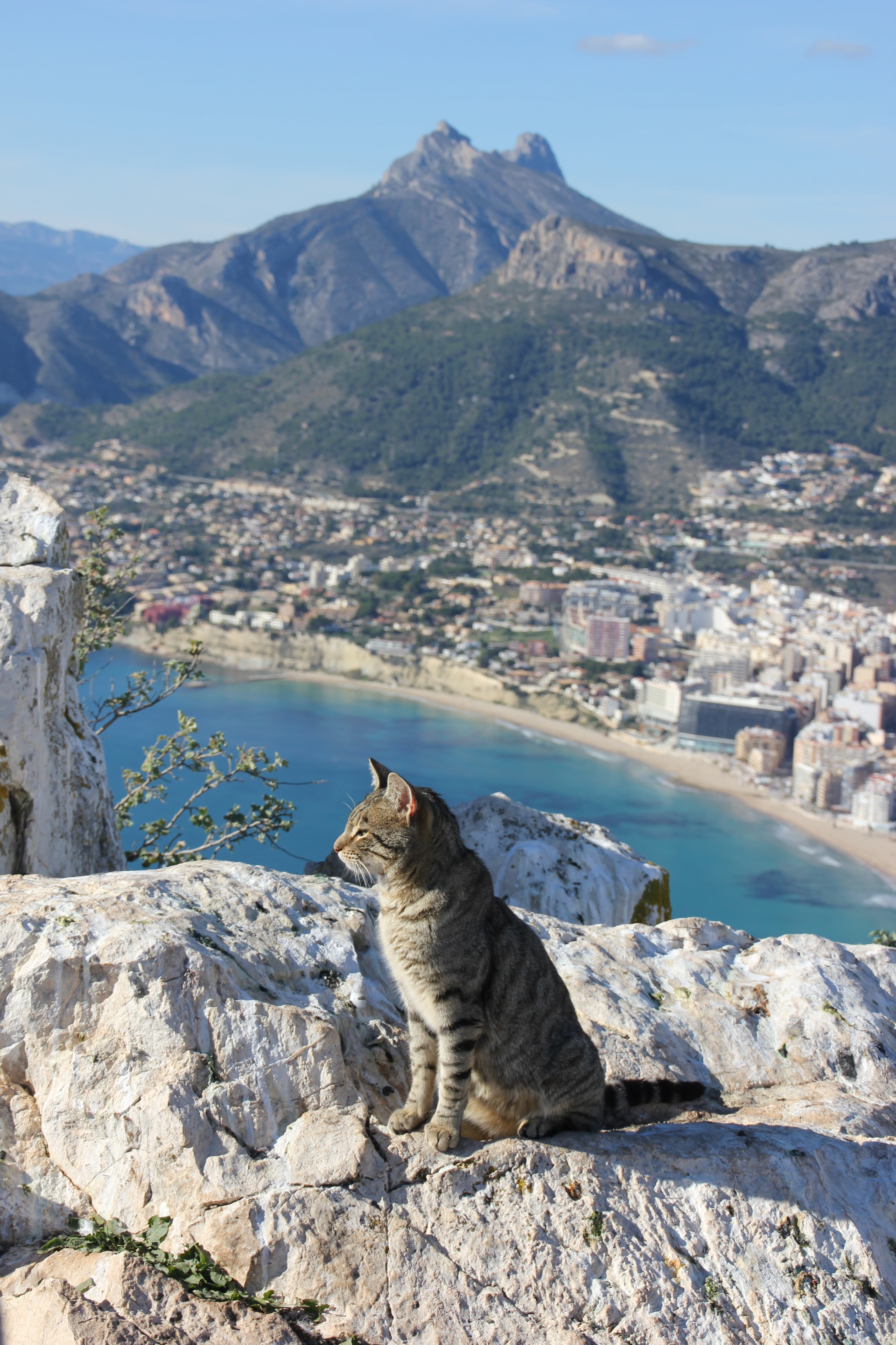 animal, domestic cat, cat, no people, solid, one animal, formation, domestic animals, animal themes, rock - object, mammal, day, alicante, mountain range, Phone HD Wallpaper