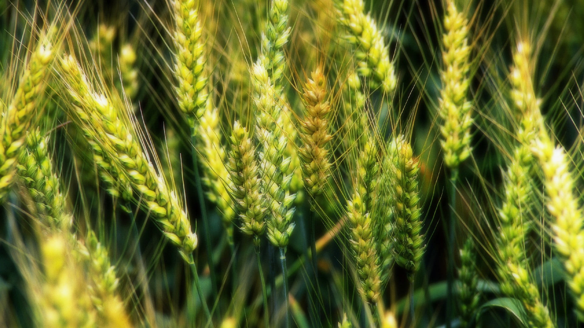 backgrounds, floral, outdoors, close-up, field, cereal plant, farm, land, nature, 1080P, growth, textile, green, day, agriculture, full frame, macro, plant, HD Wallpaper