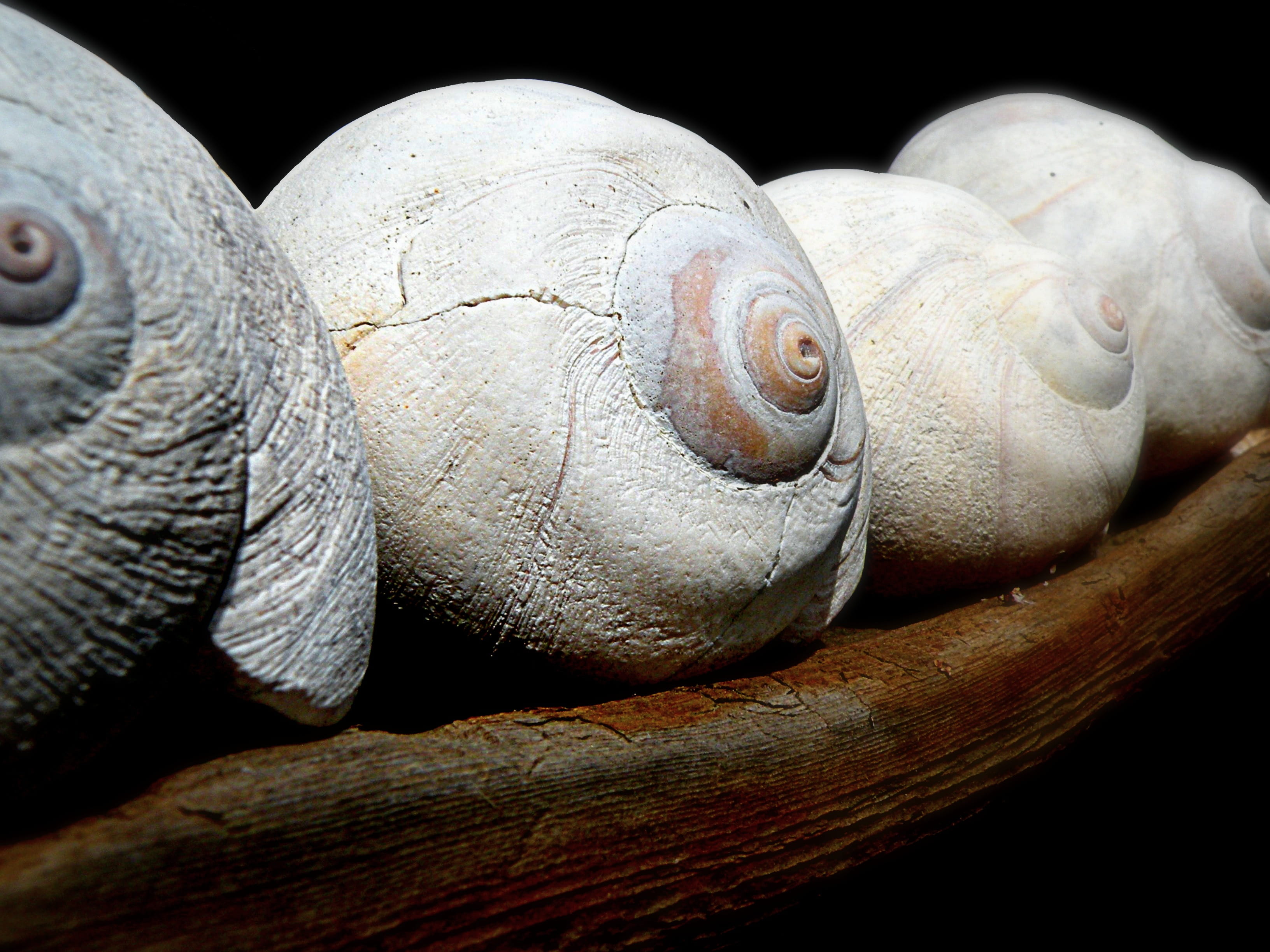 wood, close-up, rustic, beach art, moon shells, black background, seashells, shell, animal wildlife, photography, nature, 2K, animal body part, marine, HD Wallpaper