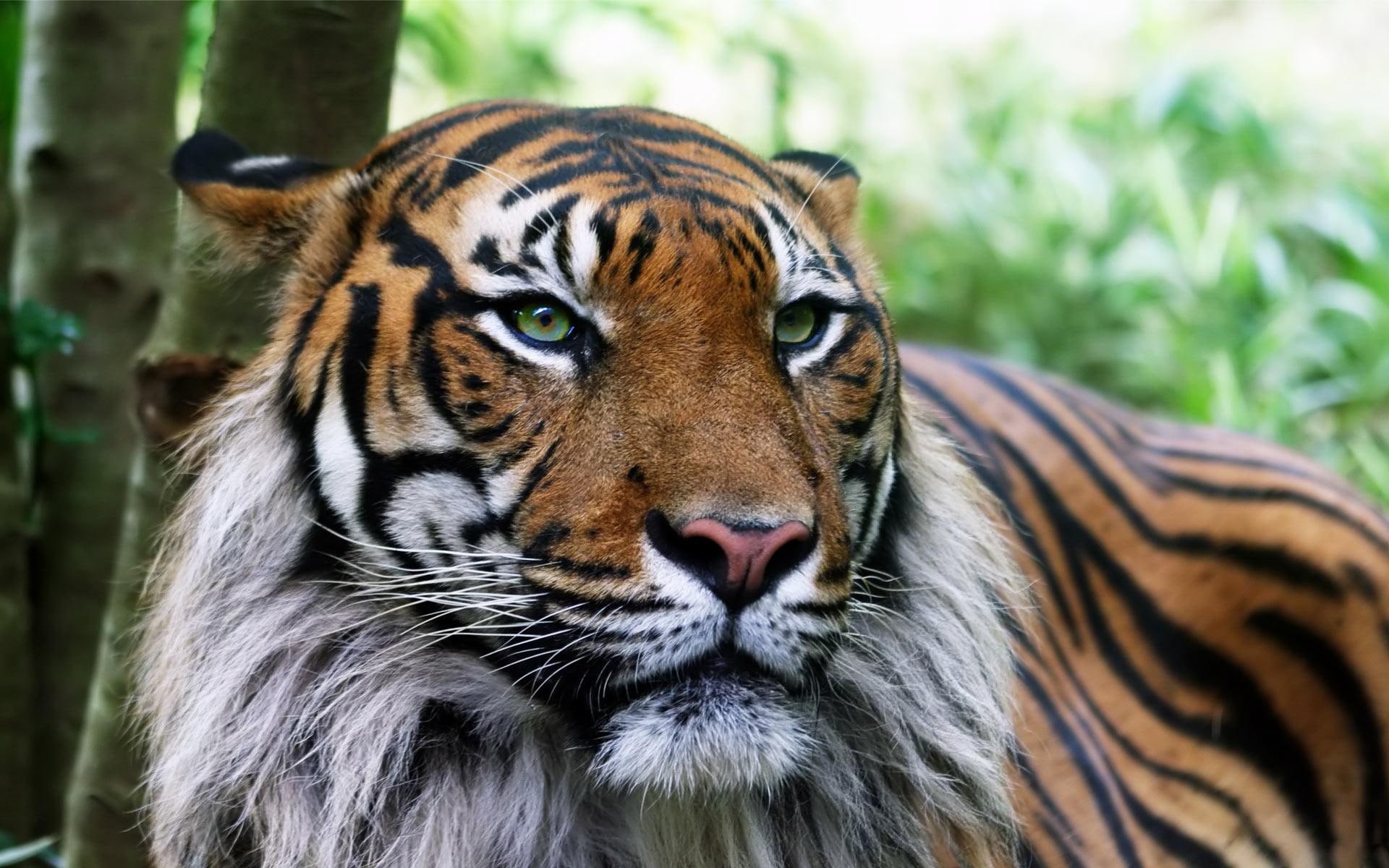 animal, animals, tigers, 1080P, big cat, looking, tiger, desktop, troubles, HD Wallpaper