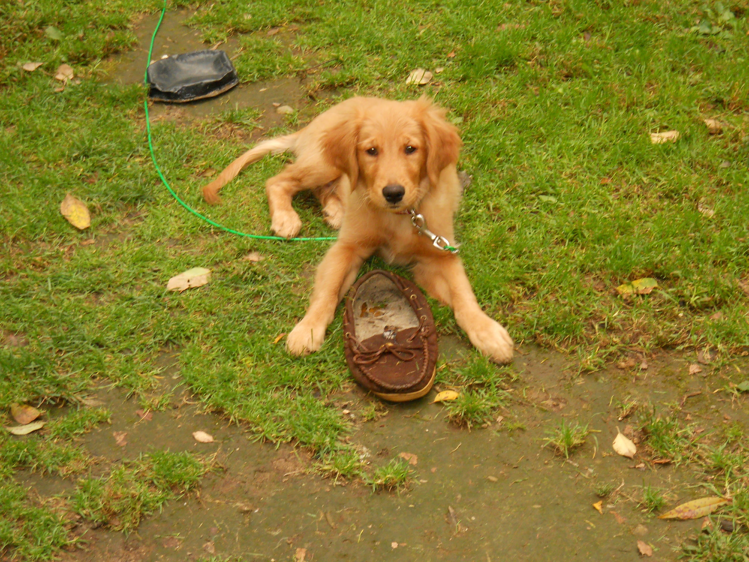 jazz, m, 2K, cute, dog, golden, hd, puppy, sorry, golden retriever, nusance, animals, trouble, retriever, HD Wallpaper