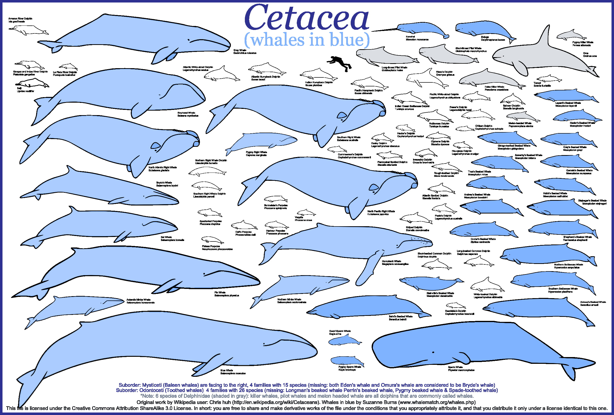 whale, animals, graphic design, 1080P, HD Wallpaper