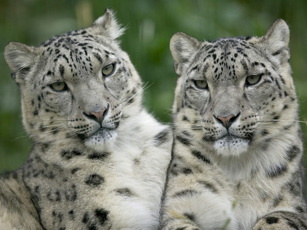 480P, s, animals, wild, art, Twins, cats, exotic, twin, beuatiful, hd, jpg, HD Wallpaper
