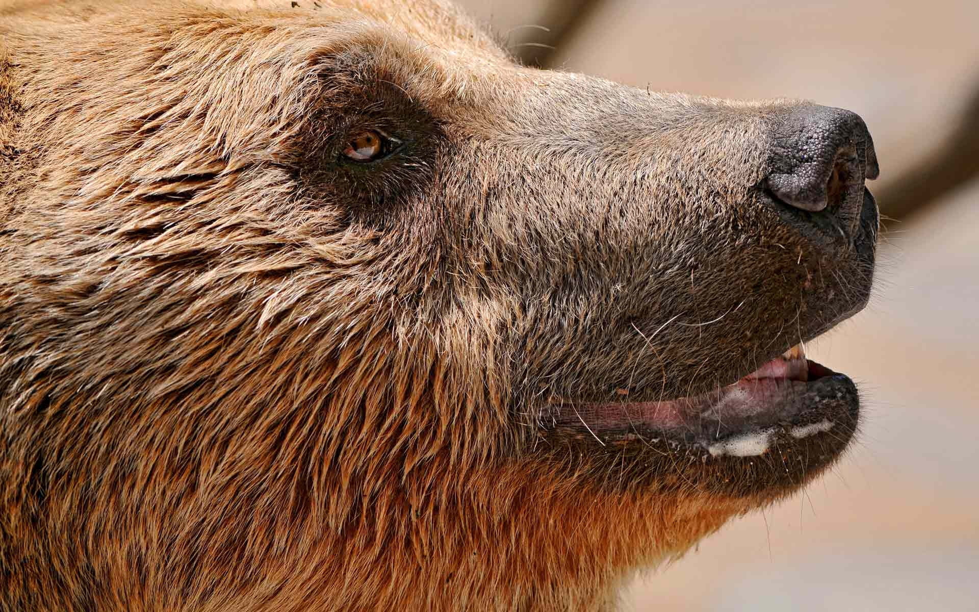 endangered Species, snout, looking away, brown, fur, digital, side view, looking, carnivore, animal body part, zoo, 1080P, mammal, animal, no people, HD Wallpaper
