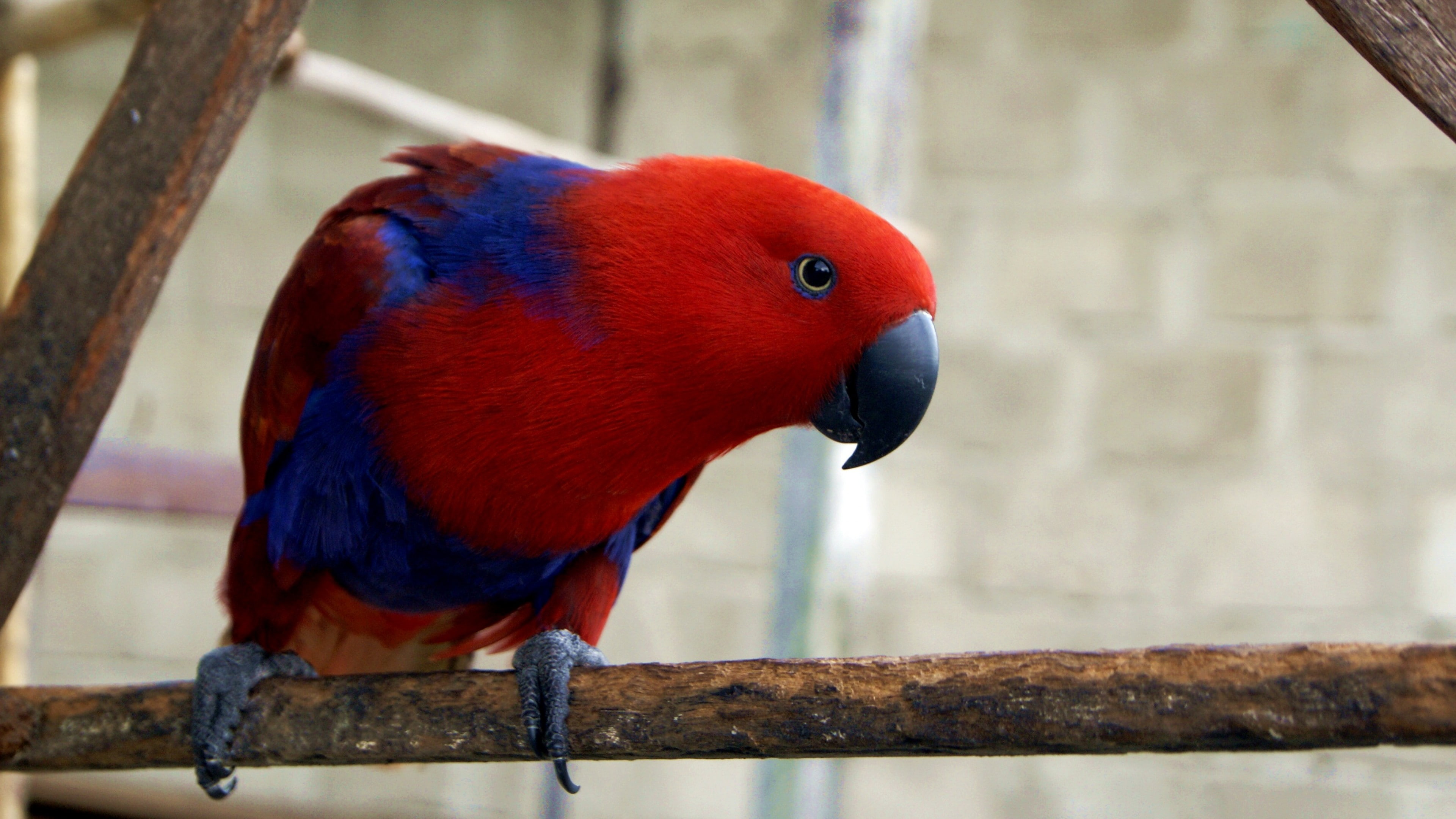 blue, shallow, red, electus parrot, bird, Eclectus roratus, photography, focus, Gag Island, 4K, HD Wallpaper