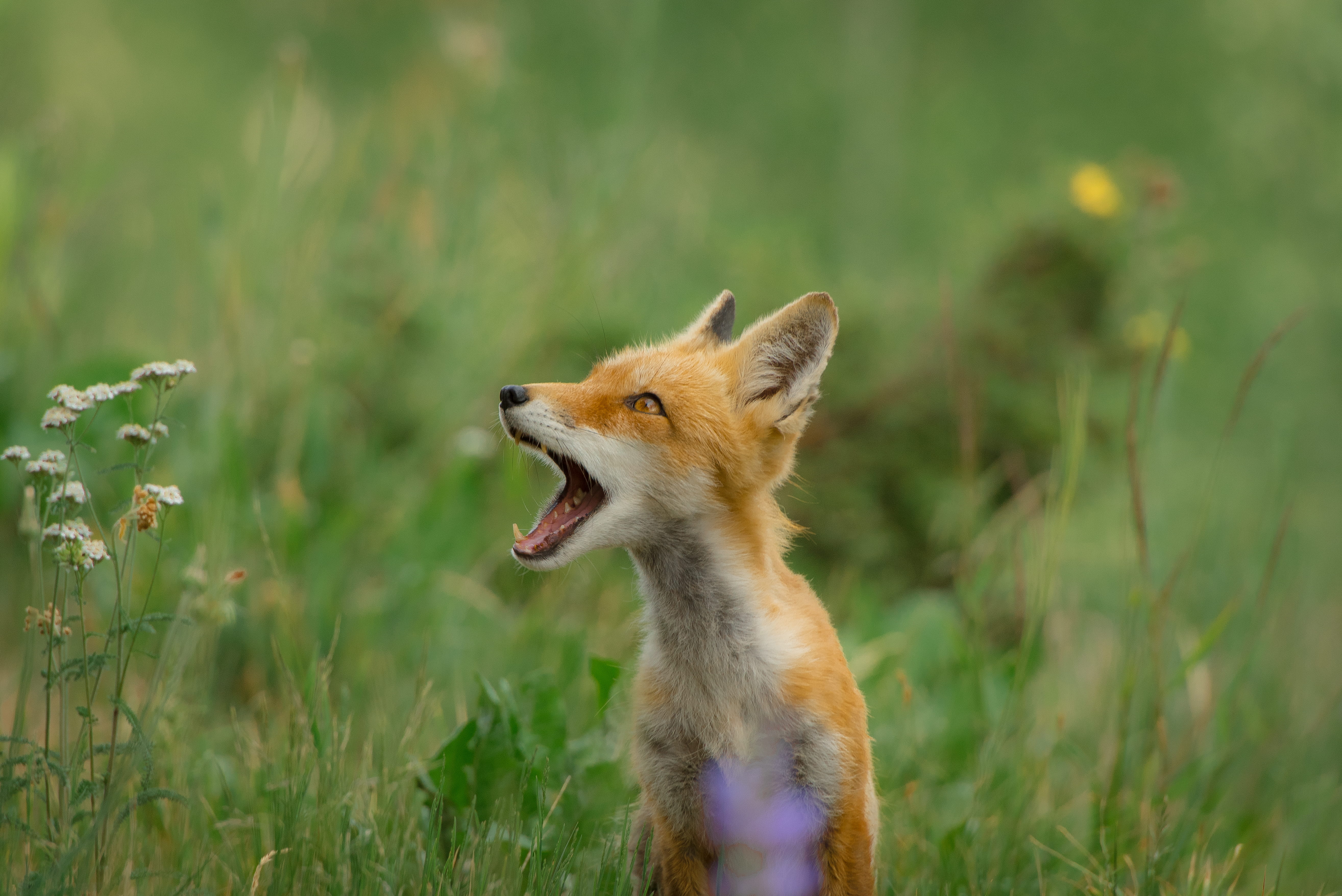 animal wildlife, no people, grass, funny, gray, looking, forest, pets, sideways, orange, opening, field, animal themes, animals in the wild, daytime, mouth, HD Wallpaper