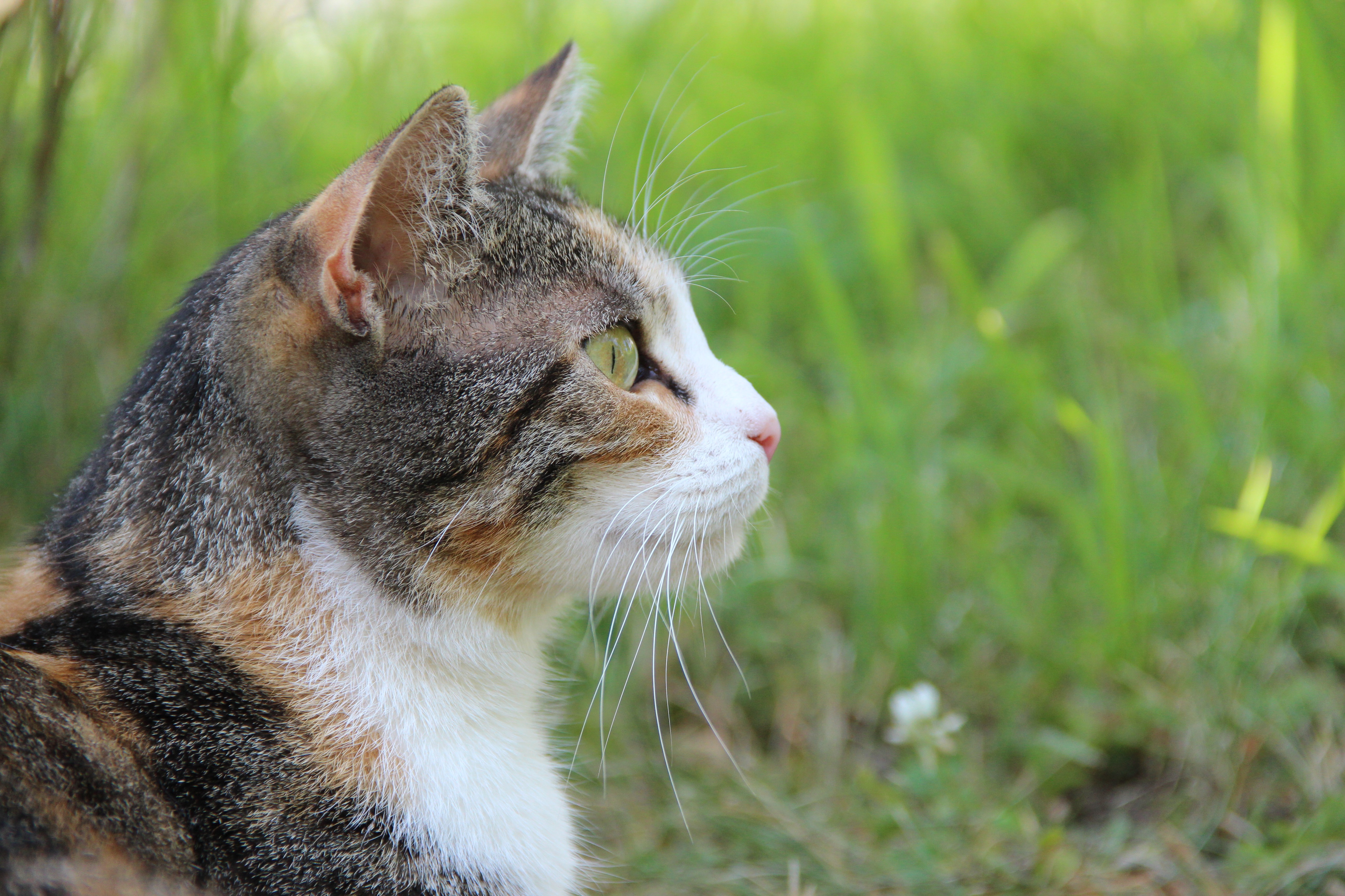 white, pets, short, tabby, plant, daytime, animal world, animal themes, field, whisker, domestic, cat, grass, feline, looking, looking away, cute, sideways, HD Wallpaper