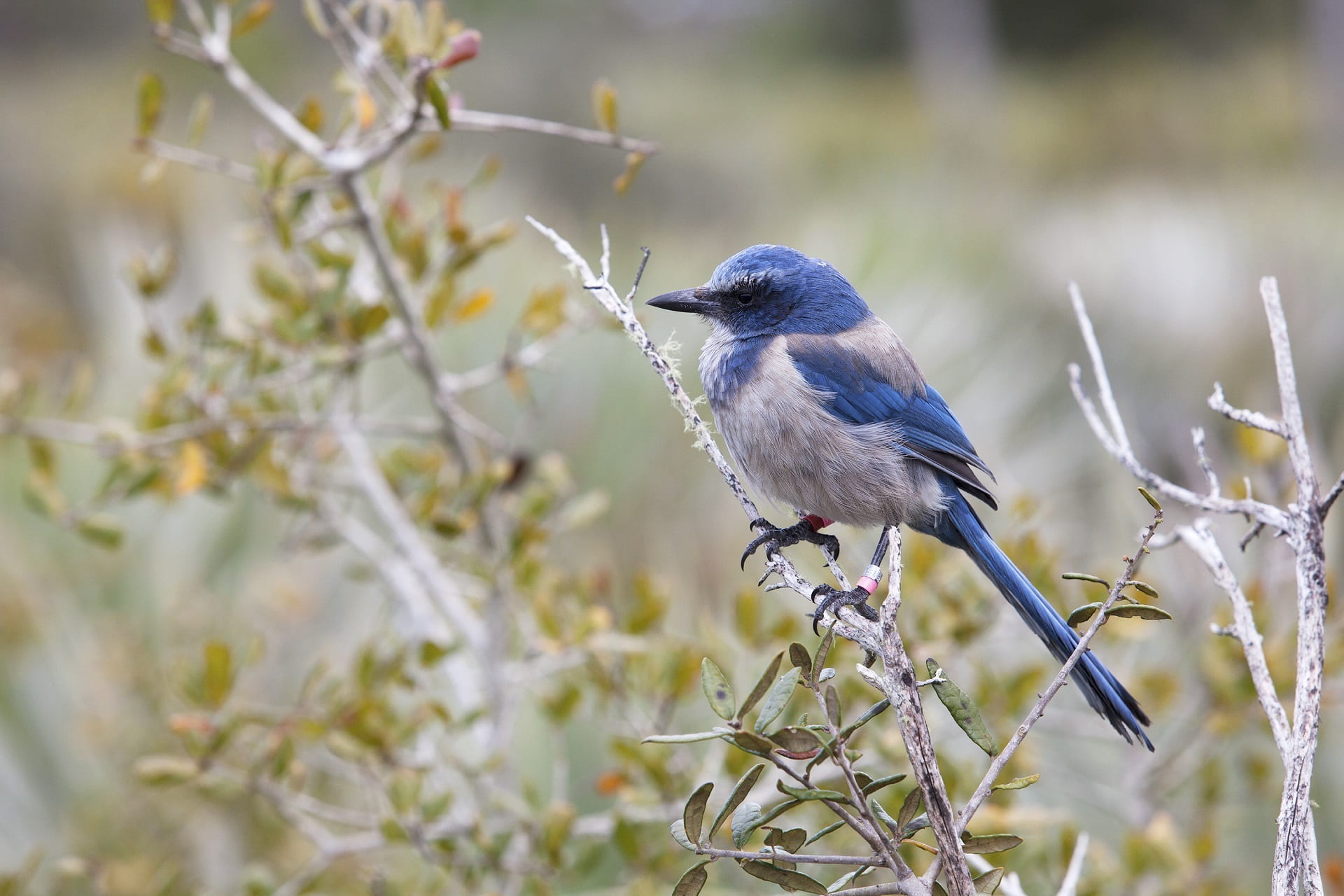 perching, limb, portrait, feather, wild, branch, focus, animal wildlife, outdoors, sitting, vertebrate, no people, photography, winter, one animal, jay, HD Wallpaper