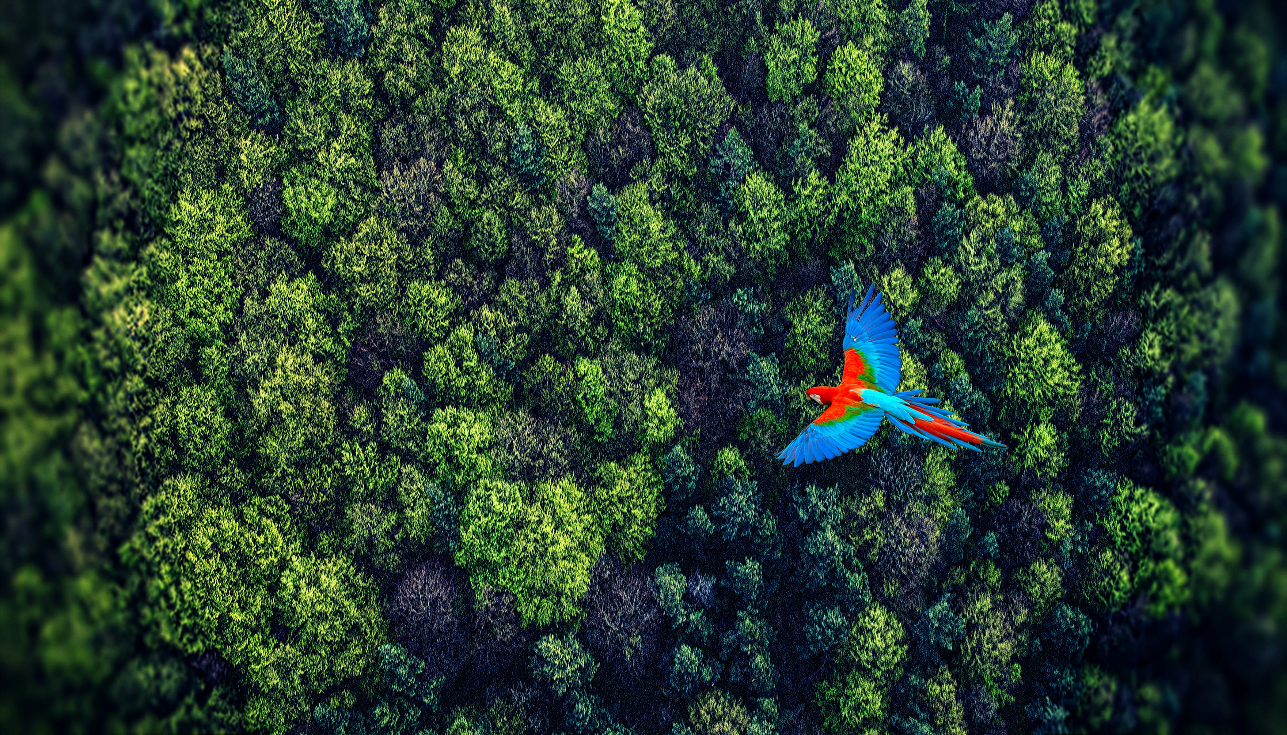 nature, forest, outdoor, trees, green, flying, bird, perspective, red, blue, red, on top, top, summer, 4K, blue, green bird, HD Wallpaper