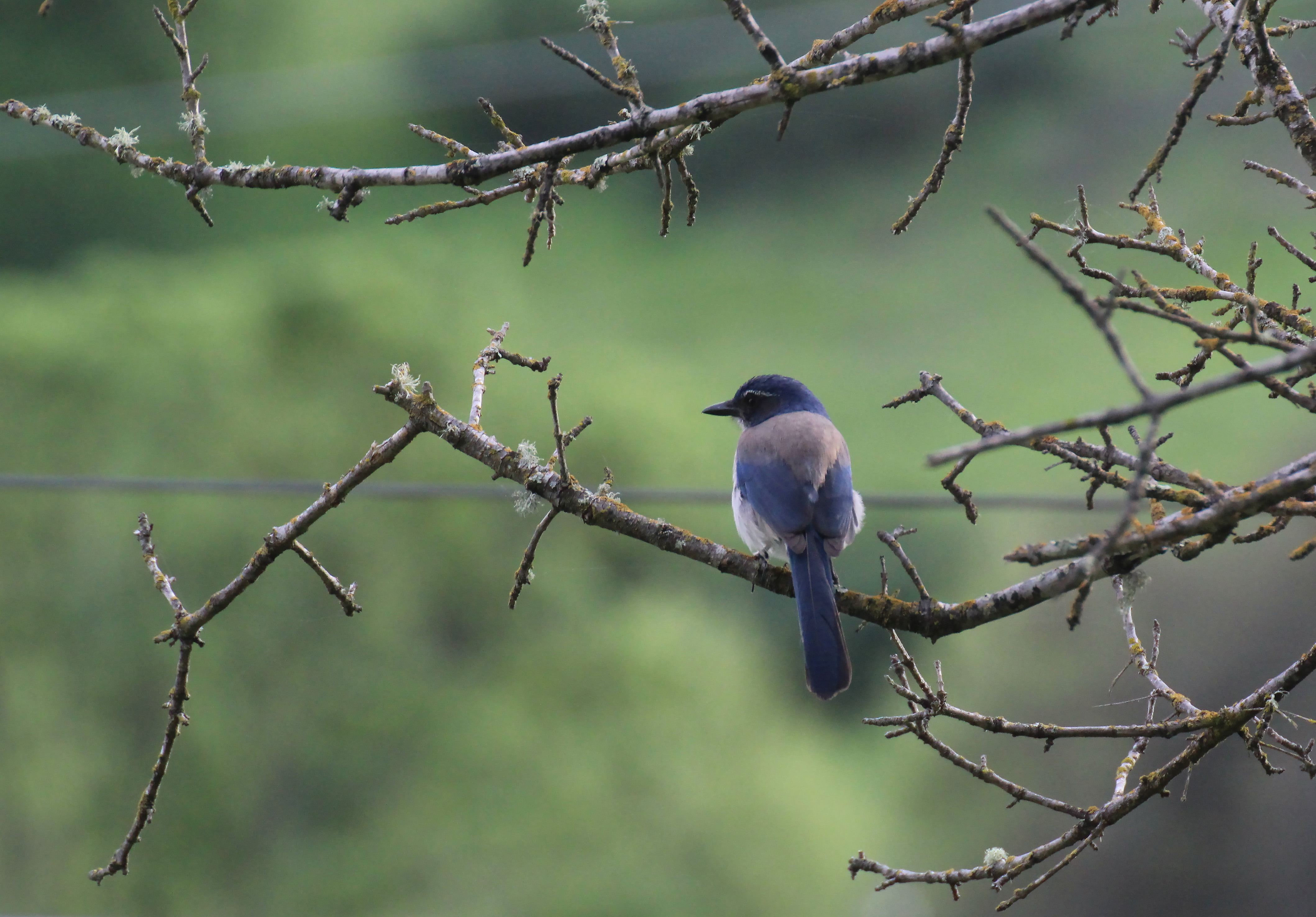 wildlife, brown, Western Scrub Jay, nature, jay, animals In The Wild, bird, 4K, branch, animal, perching, daytime, tree, Jay  Jay, blue, beak, blue bird, HD Wallpaper