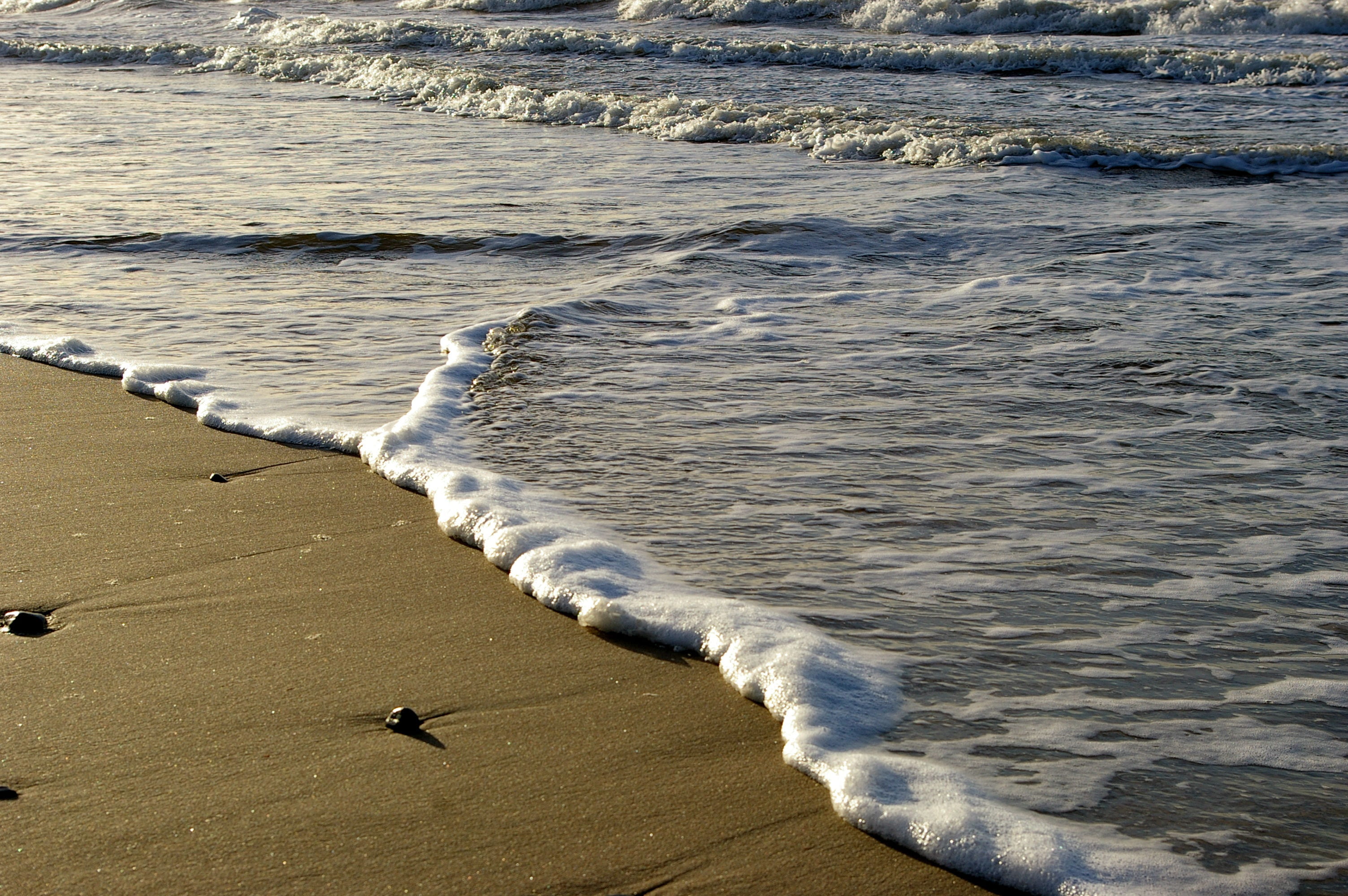 bird, sea, sand, land, nature, motion, daytime, sport, wave, animal, water, outdoors, the sound of the waves, animal themes, 2K, seagull, high angle view, HD Wallpaper