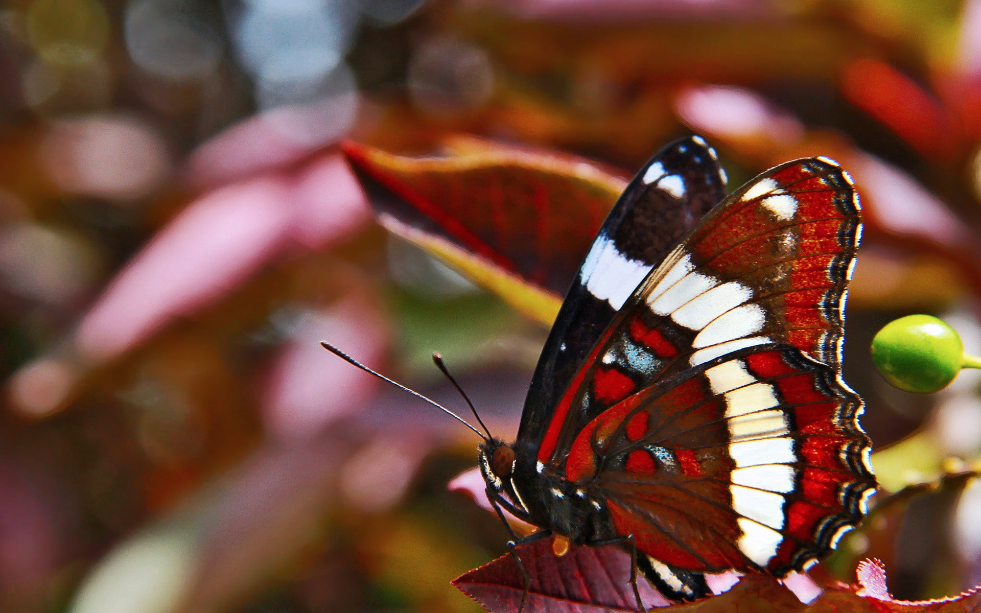 lepidoptera, 1080P, insect, macro, HD Wallpaper
