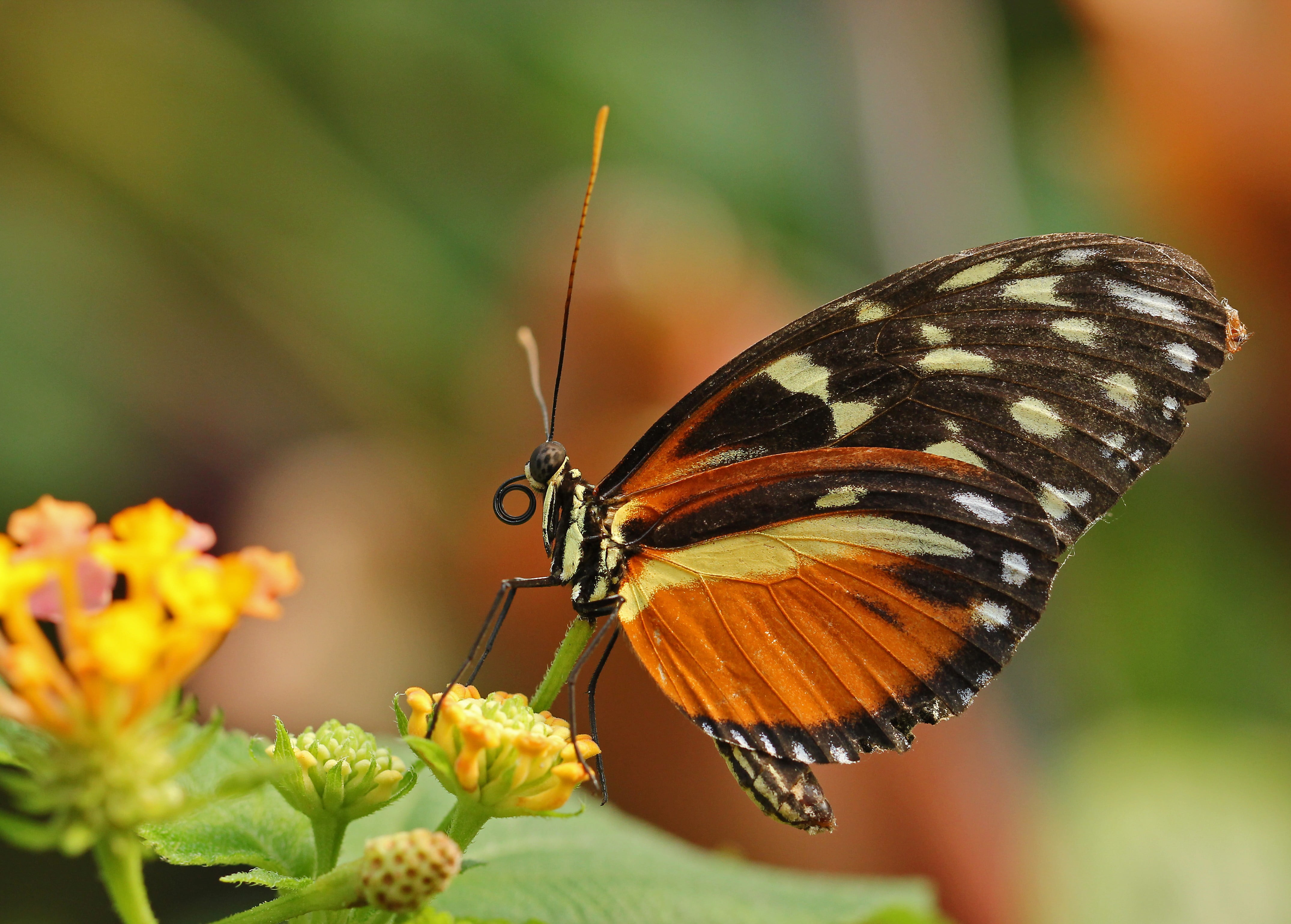 animal themes, animal, fragility, macro, flower, close-up, invertebrate, focus on foreground, insect, no people, lepidoptera, flower head, animals in the wild, HD Wallpaper