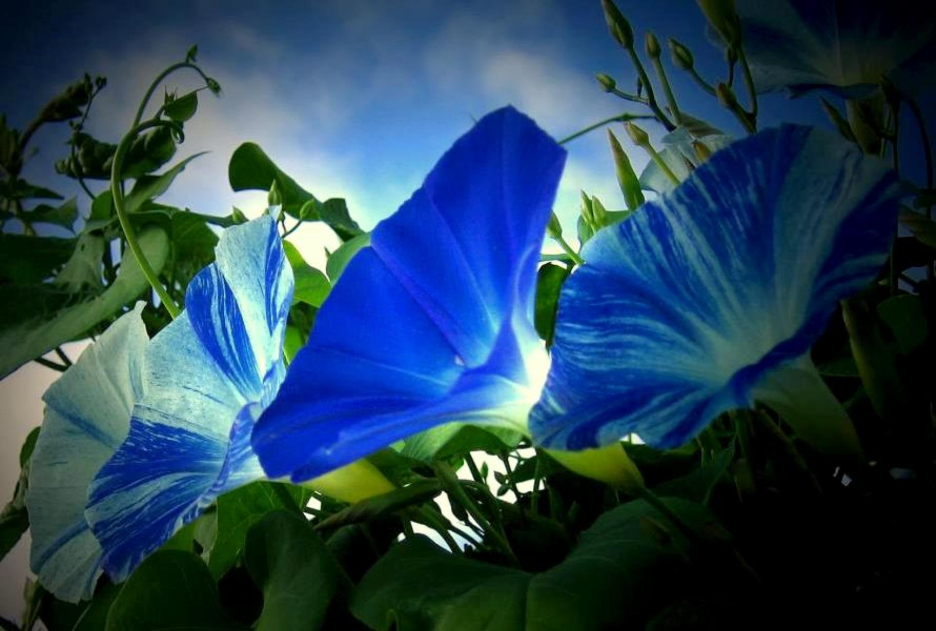 flower, blue, green leaves, blue sky, 1080P, greeting, morning glories, petal, dawn, 3d and abstract, HD Wallpaper