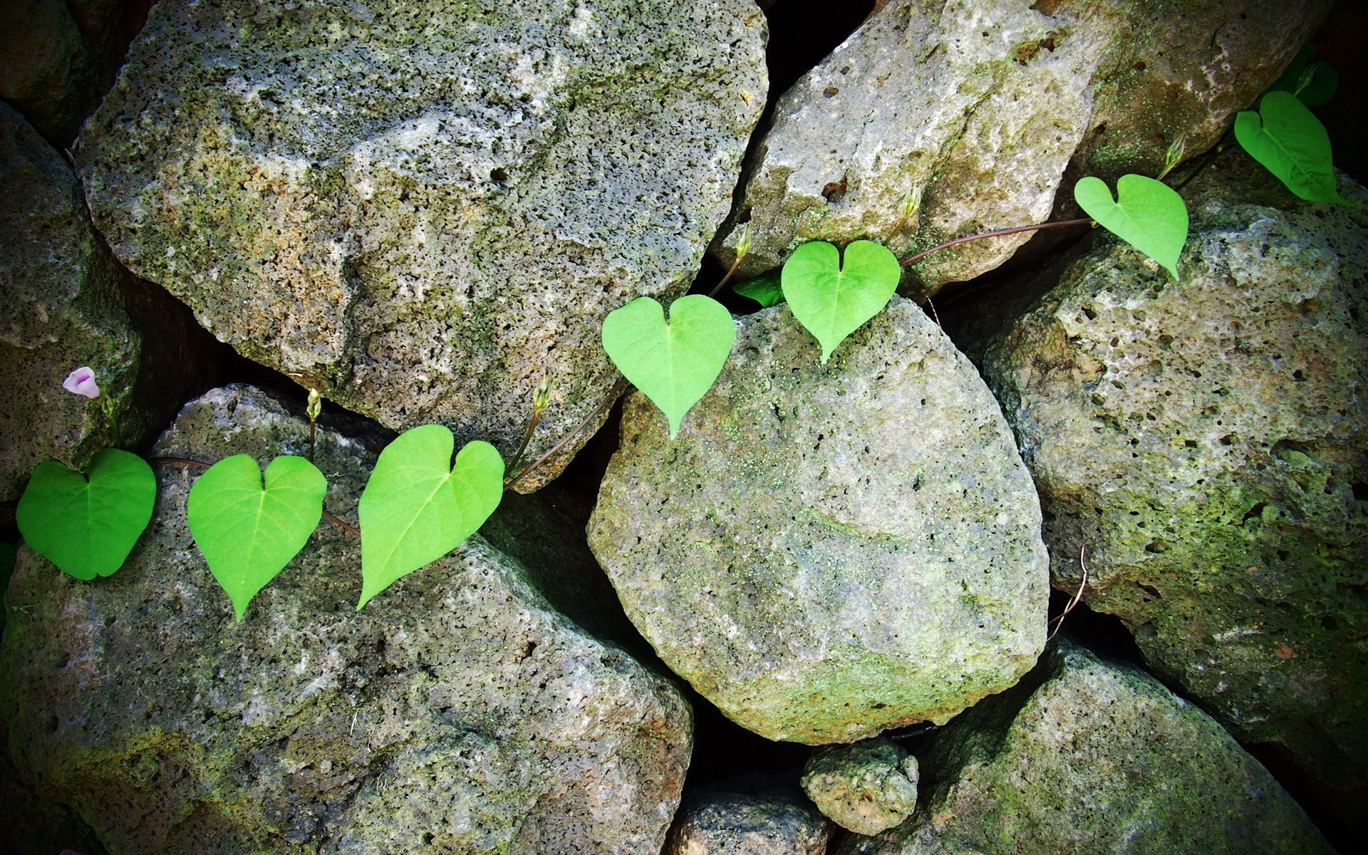 Green, Leaf, Glory, Morning, 1080P, Stones, HD Wallpaper