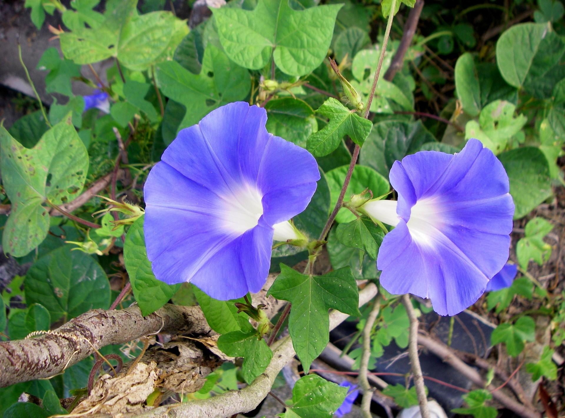 morning glory, flowering plant, green Color, freshness, beauty In Nature, botany, flower Head, close-up, 1080P, land, purple, blue, petaled, vulnerability, HD Wallpaper