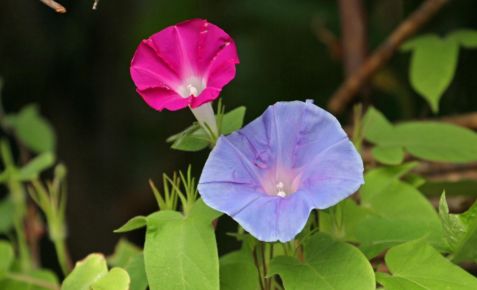 growth, freshness, beauty In Nature, flower Head, no People, flowering plant, bindweed, blossom, green Color, outdoors, vulnerability, pink, flower, close-up, HD Wallpaper