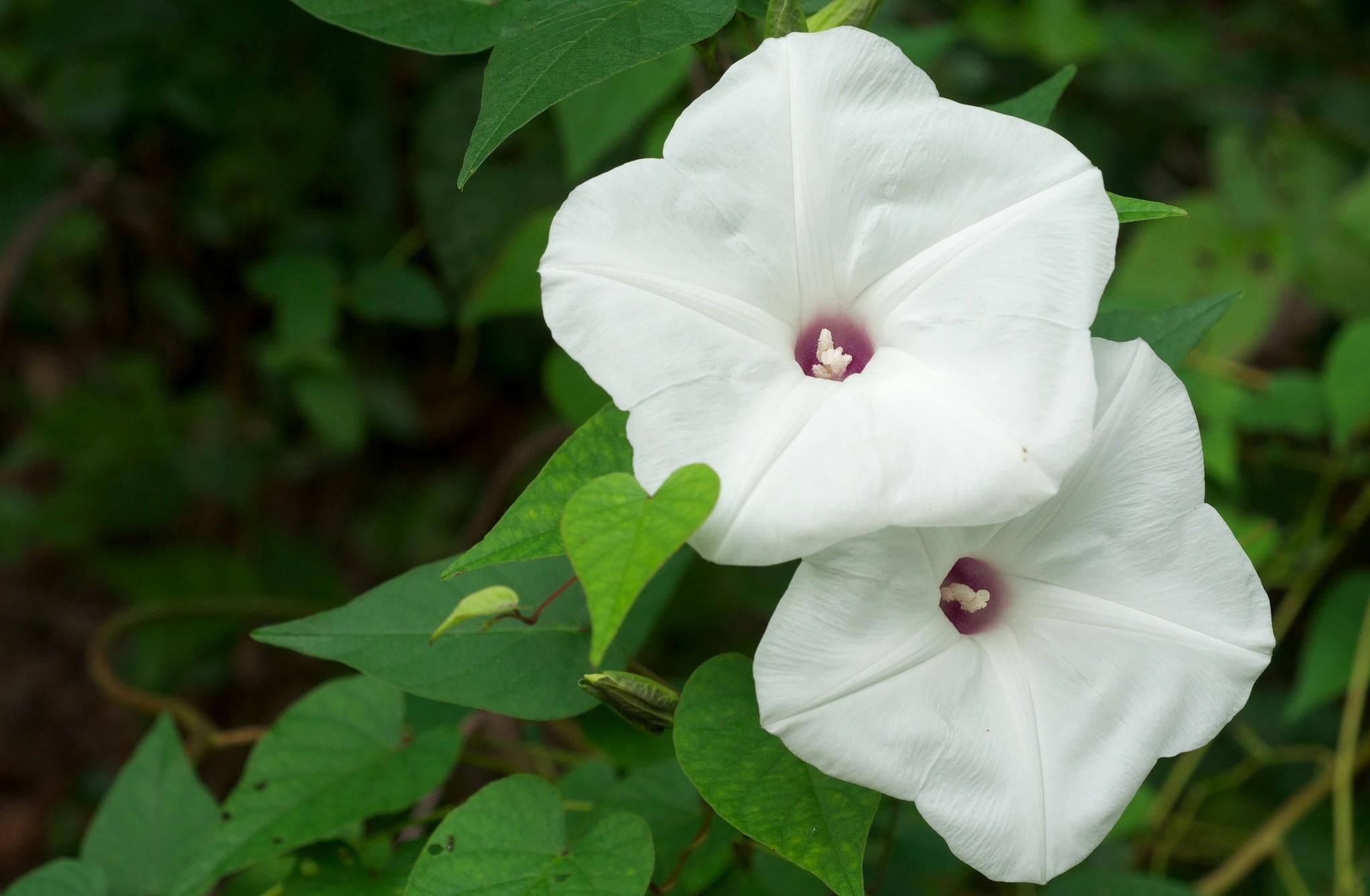 botany, springtime, petal, macro, petunia, summer, fragility, flower, single Flower, nature, morning glory, freshness, white color, focus on foreground, HD Wallpaper