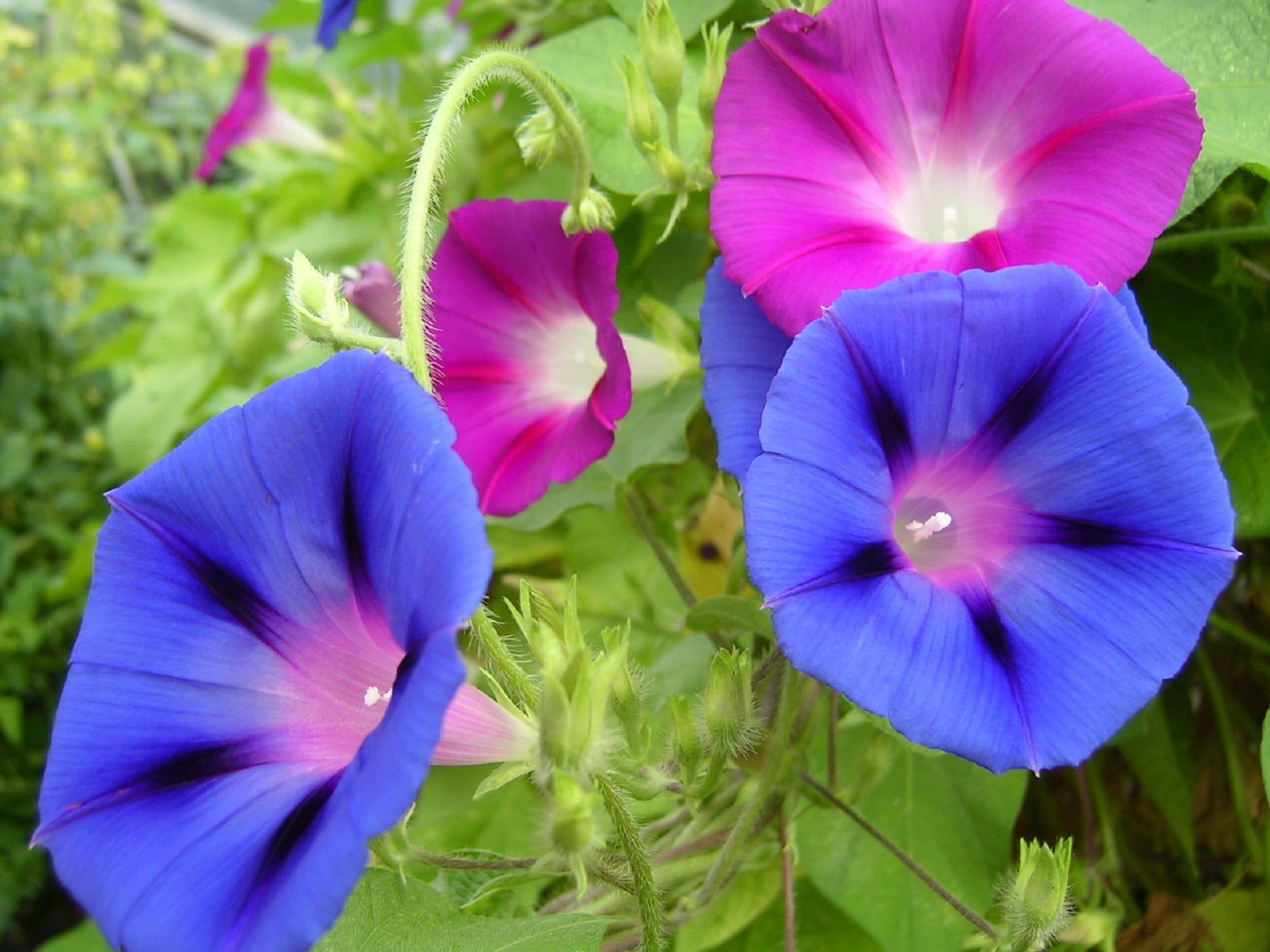inflorescence, beauty in nature, fragility, green color, blossoms, plant, flower, close-up, flower head, flowering plant, morning glory, pansy, floral, HD Wallpaper