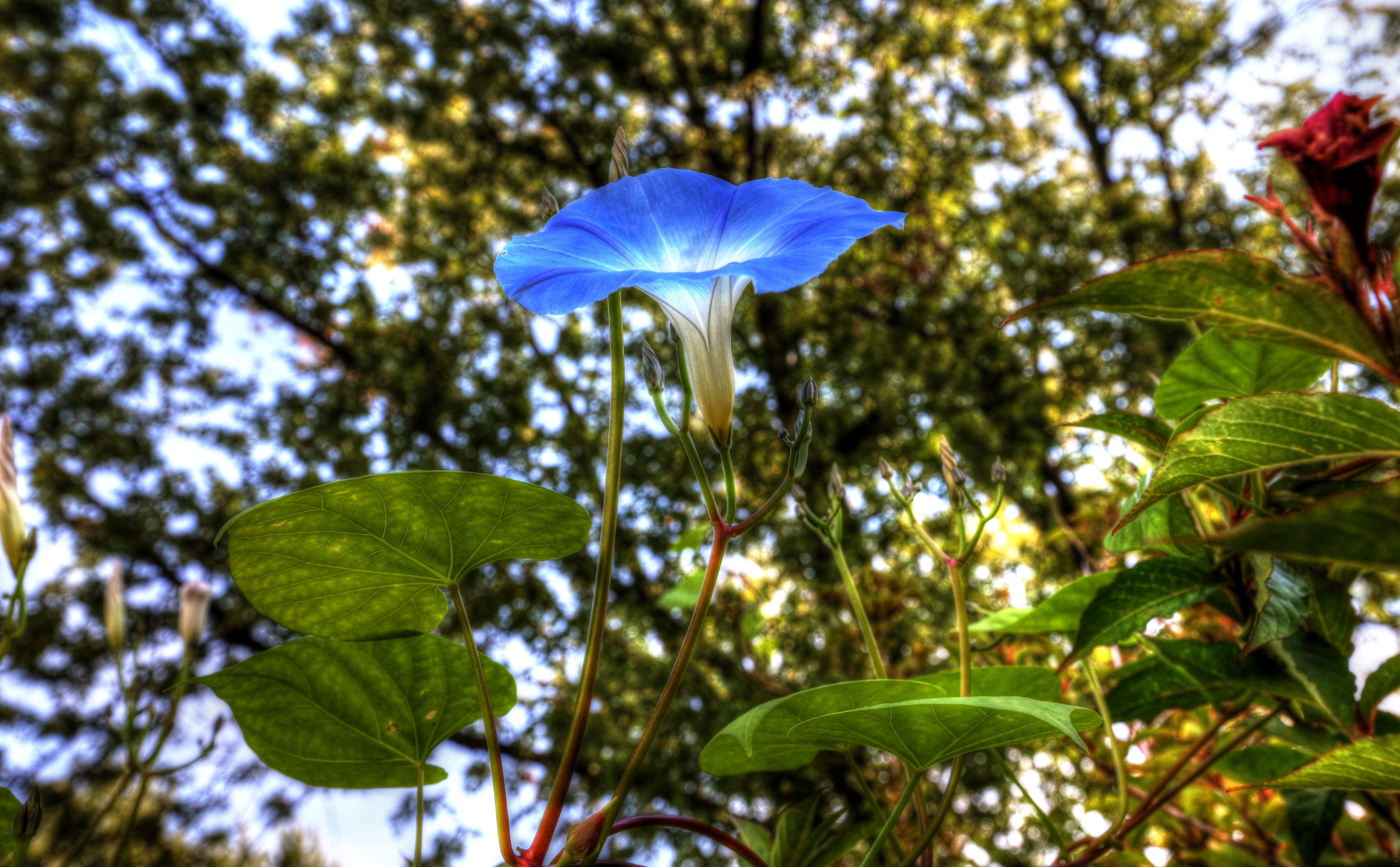 Nature, Flowers, Morning, 5K, Glory, hdr, HD Wallpaper