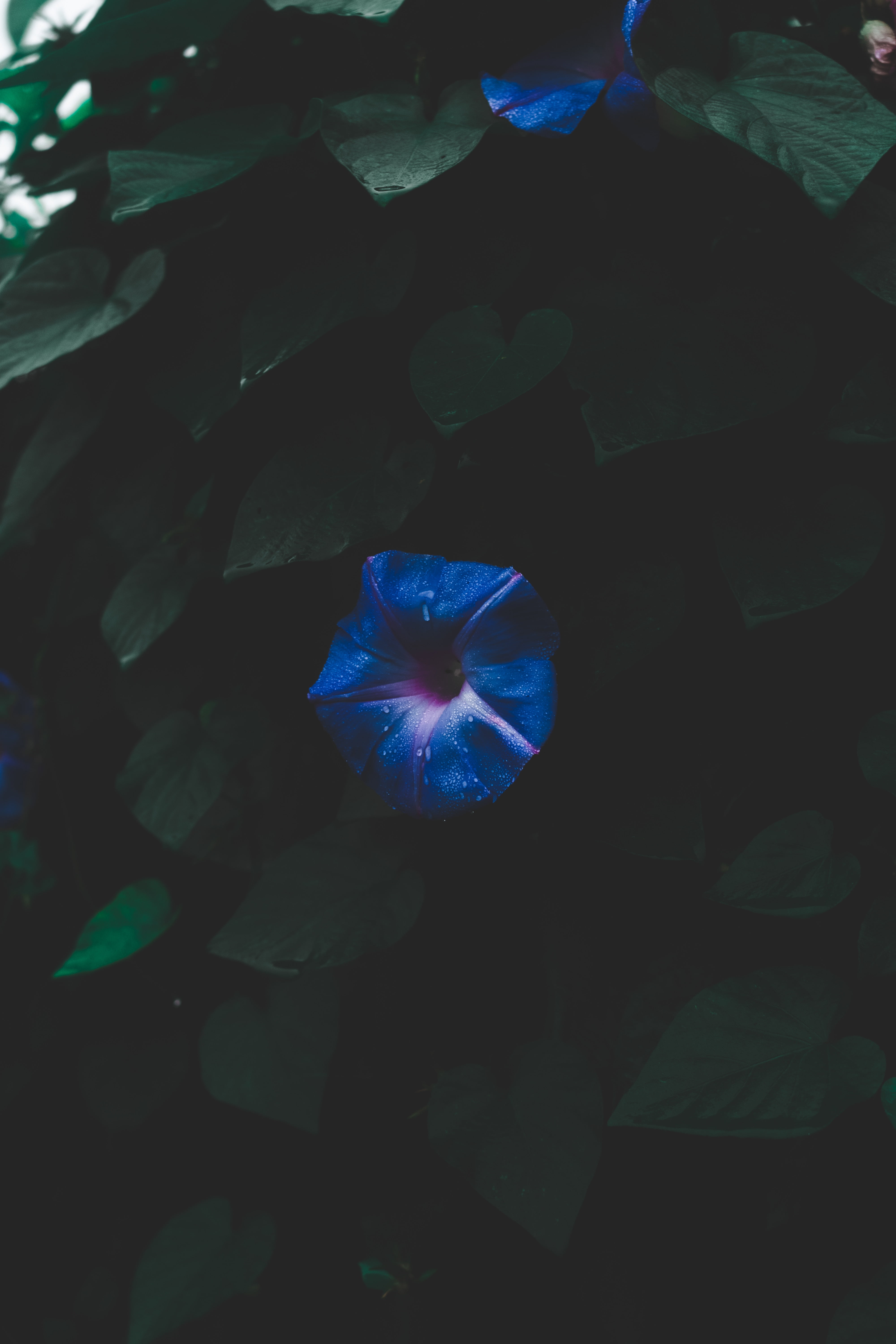 plant, flower, purple, flower head, outdoors, vulnerability, nature, flowering plant, glory, dark, freshness, beauty in nature, fragility, digital composite, Phone HD Wallpaper