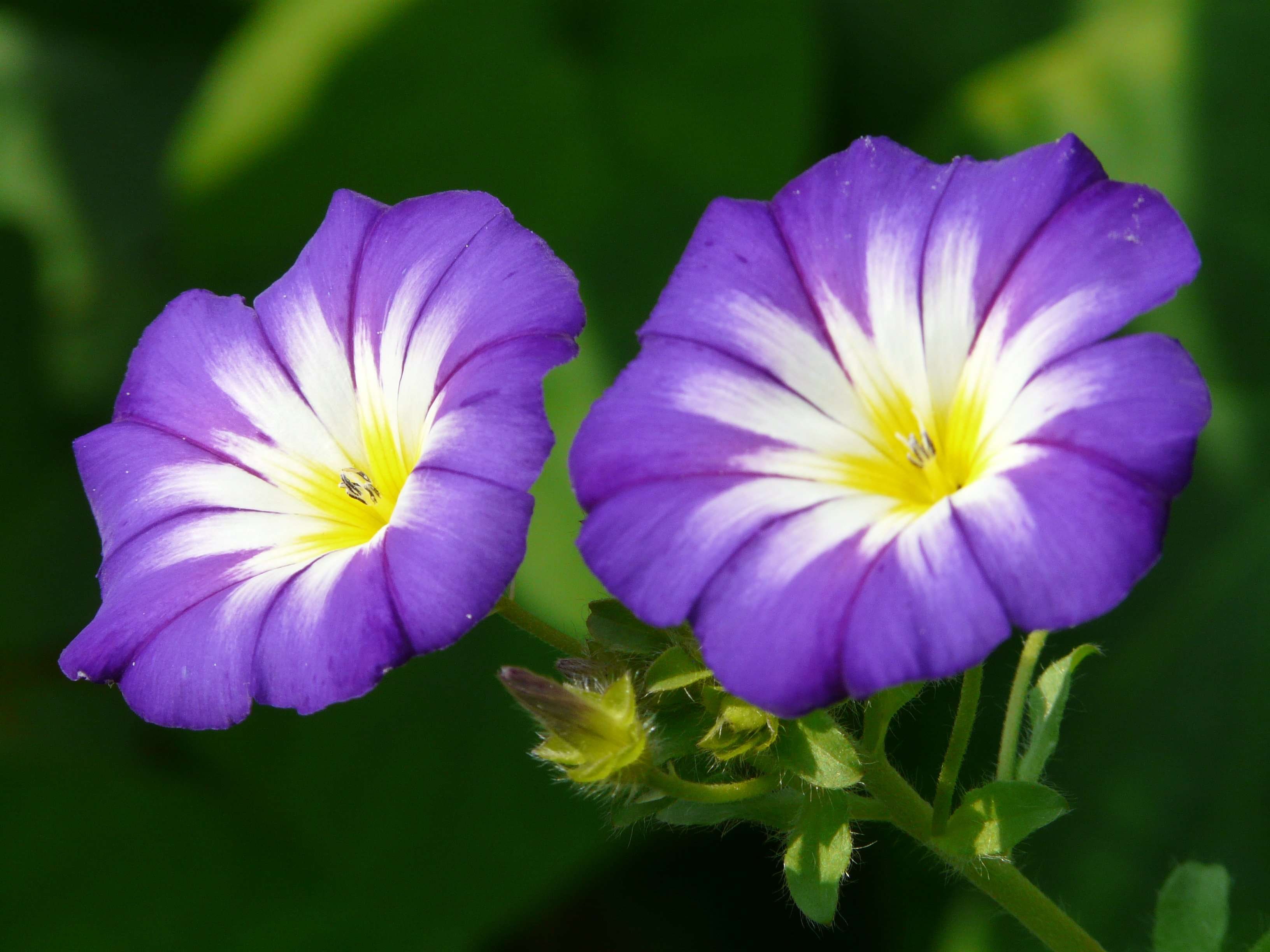 outdoors, pollen, royalty, inflorescence, ipomoea tricolor, morning glories, growth, ipomoea, day, selective focus, close-up, flowering plant, blossom, HD Wallpaper