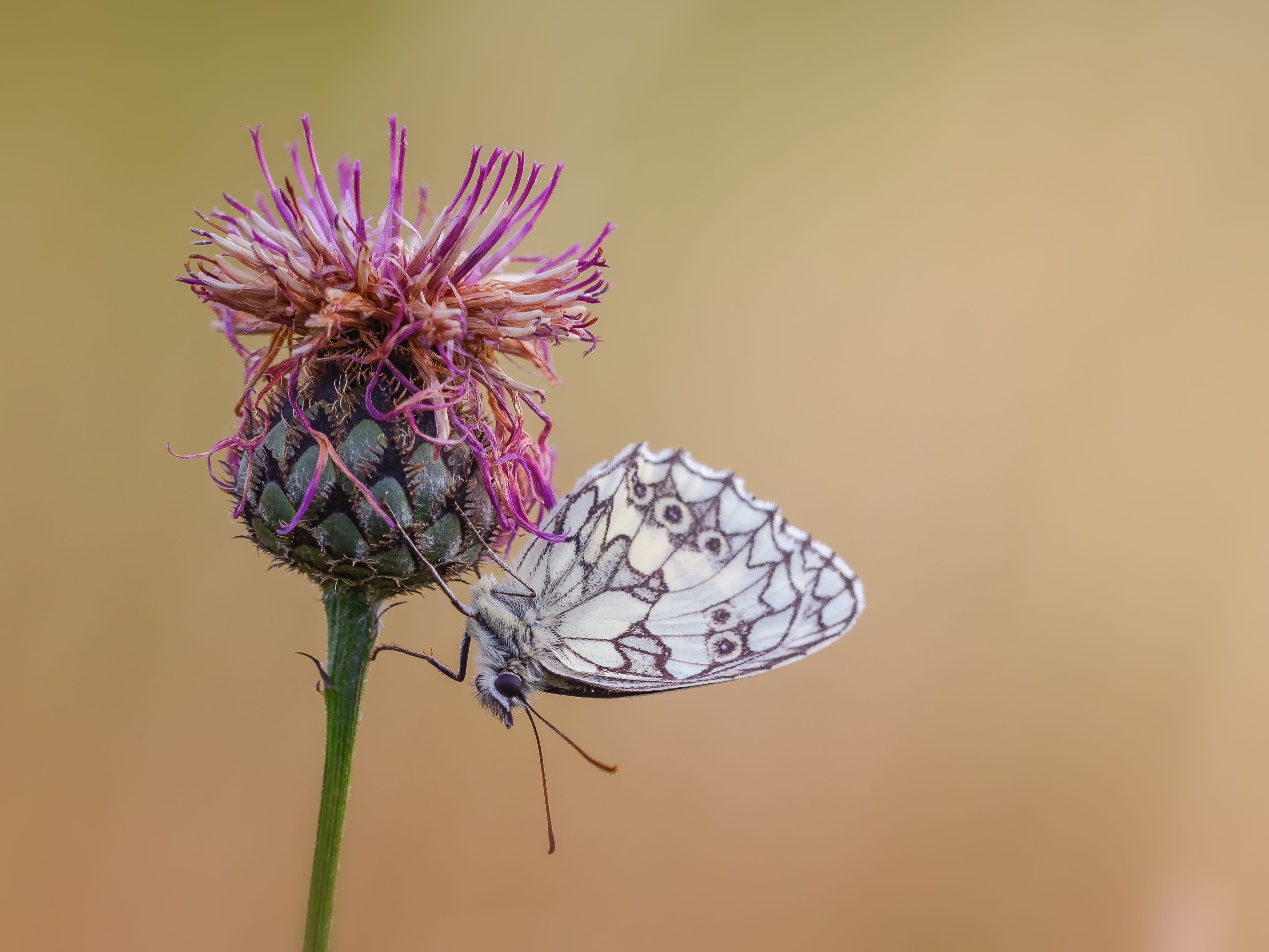 fragility, animal, red, butterfly - insect, close-up, petal, marbled, knapweed, plant, pollination, wilted plant, 2K, flower, nature, focus on foreground, HD Wallpaper