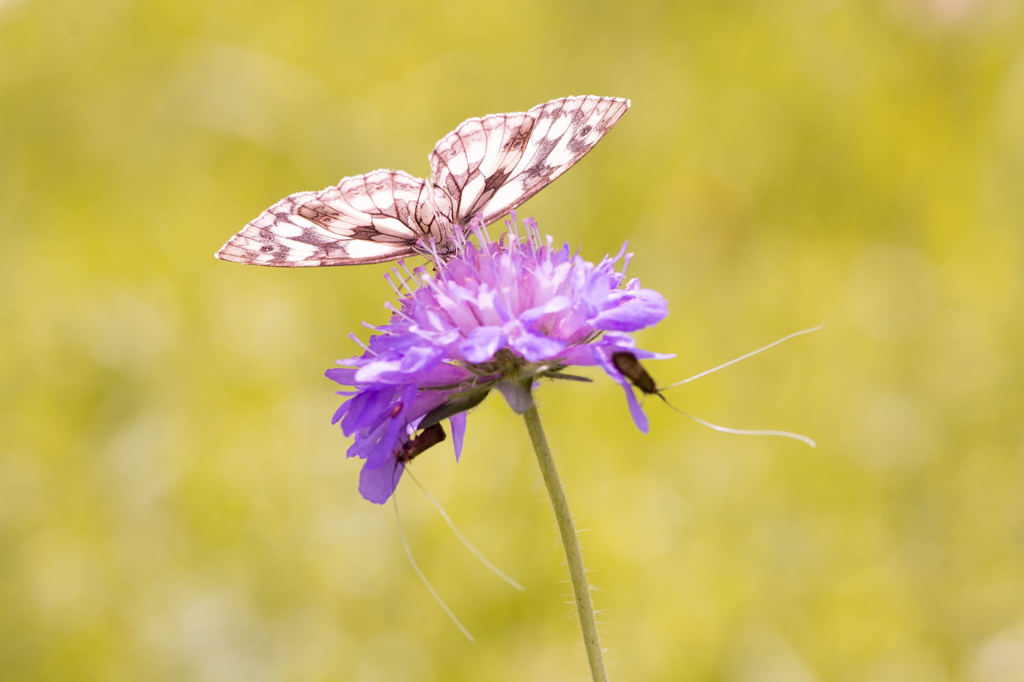 macro, insect, focus on foreground, experience nature, growth, animal, 1080P, wild life, landed, chessboard butterfly, flower, petal, melanargia galathea, HD Wallpaper
