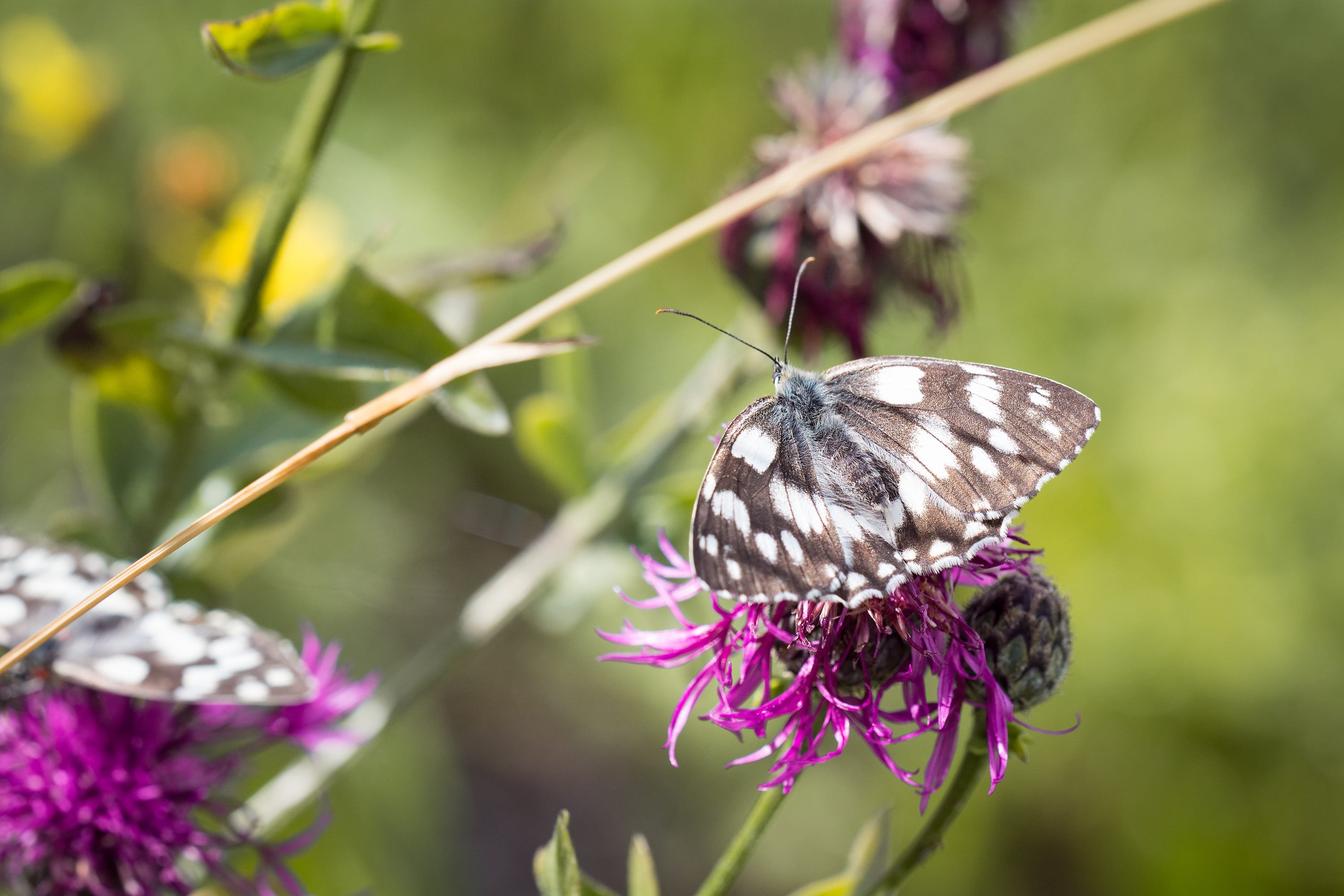 wigs knapweed, summer meadow, insect, womens board, beauty in nature, chessboard butterfly, butterfly - insect, flower meadow, animal, purple, 2K, growth, HD Wallpaper